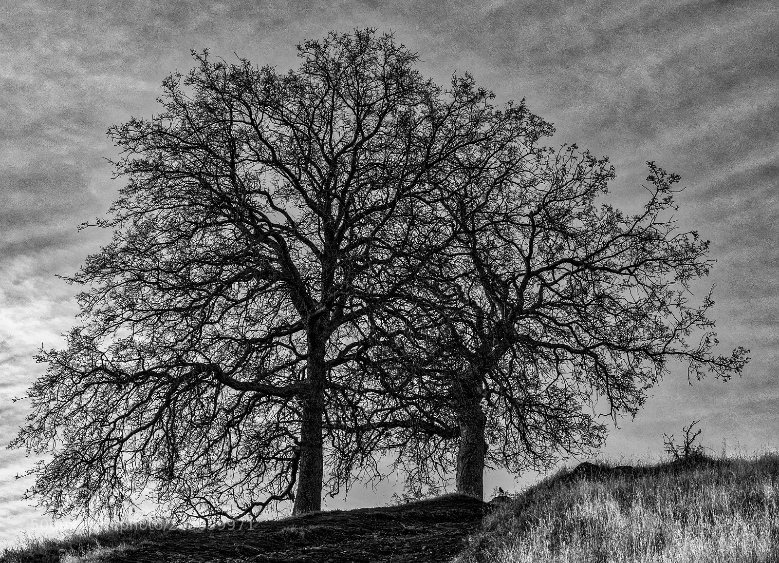 Pentax K-3 II sample photo. Tree photography