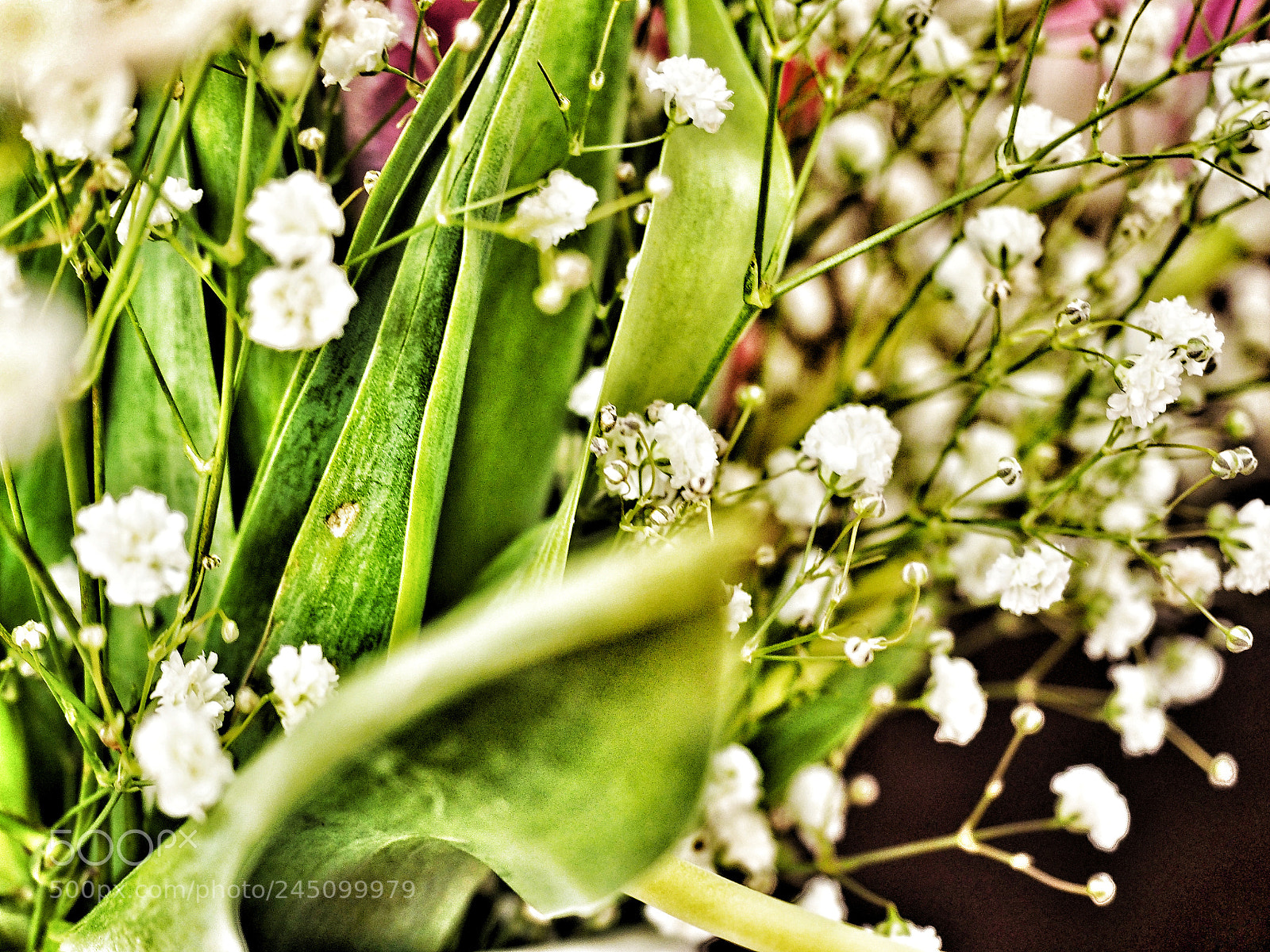 Olympus OM-D E-M10 II sample photo. Sea of tiny flowers photography