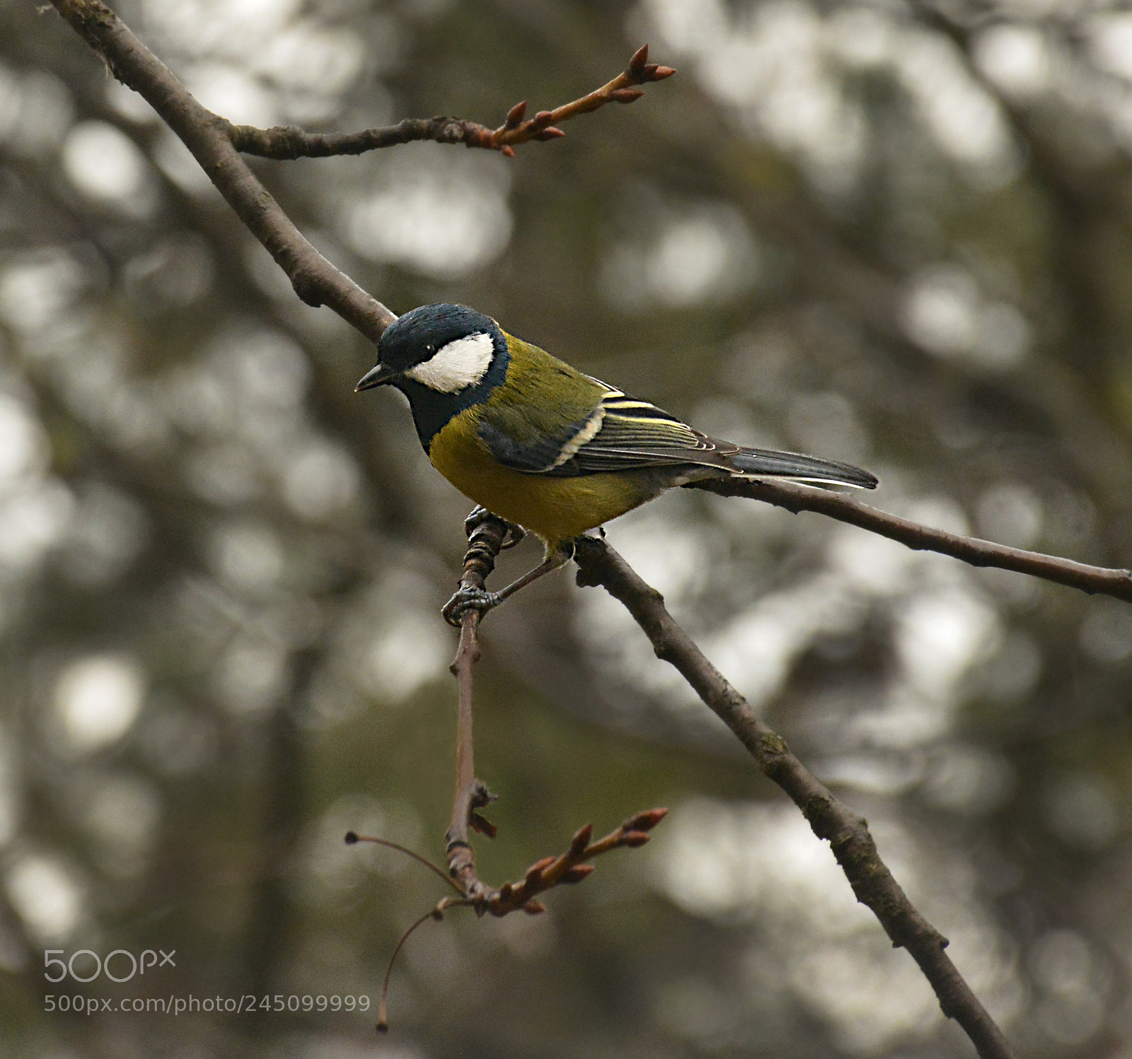 Nikon D5200 sample photo. Great tit photography