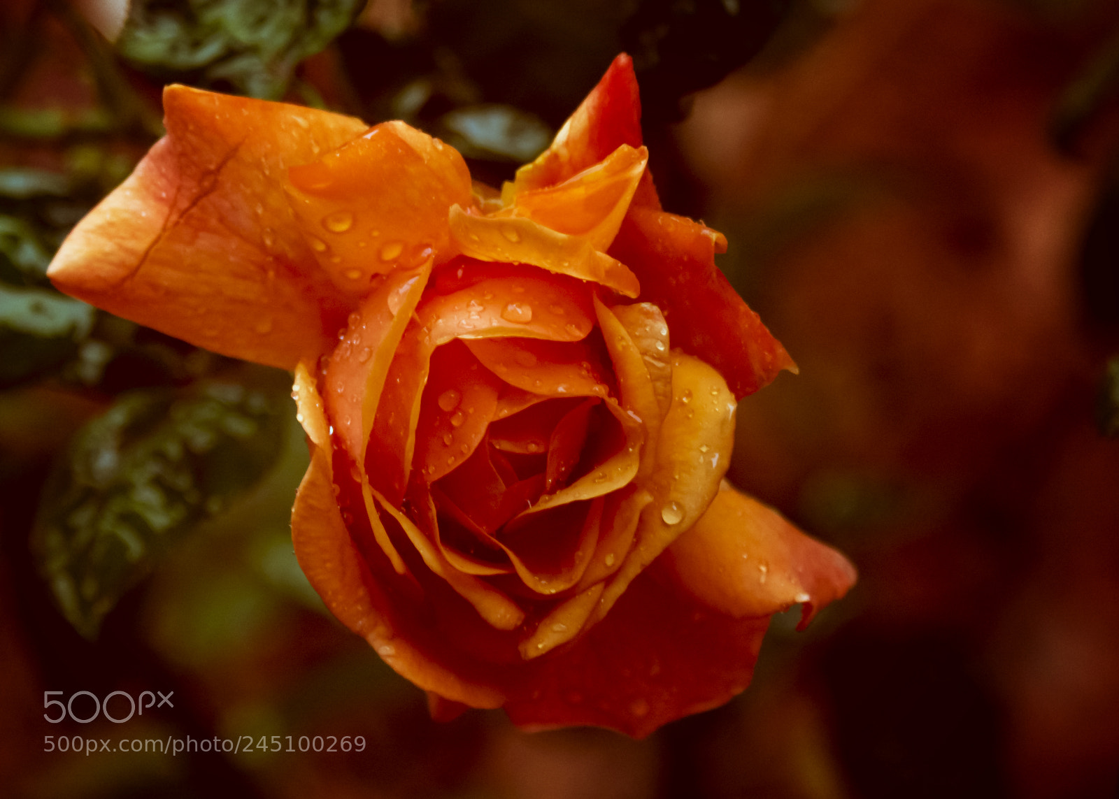 Nikon D5200 sample photo. A gentel rain delights photography