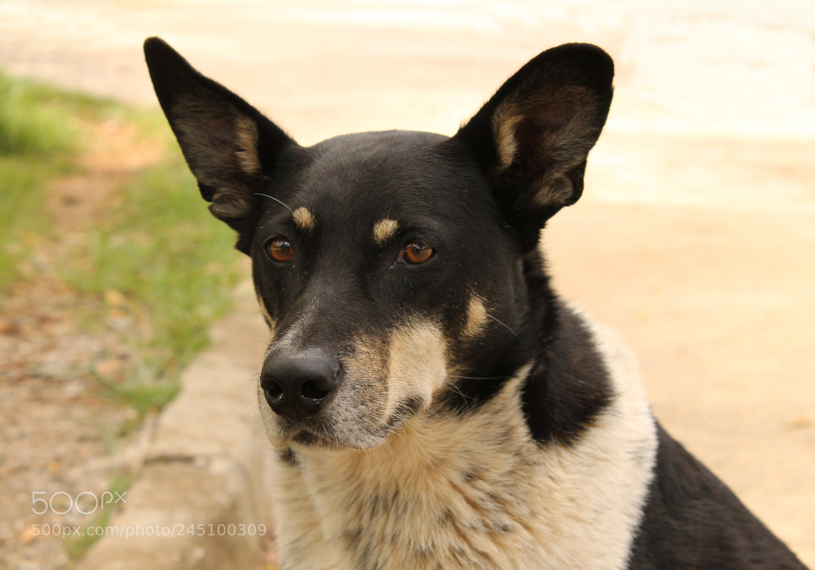 Canon EOS 1100D (EOS Rebel T3 / EOS Kiss X50) sample photo. O mascote photography