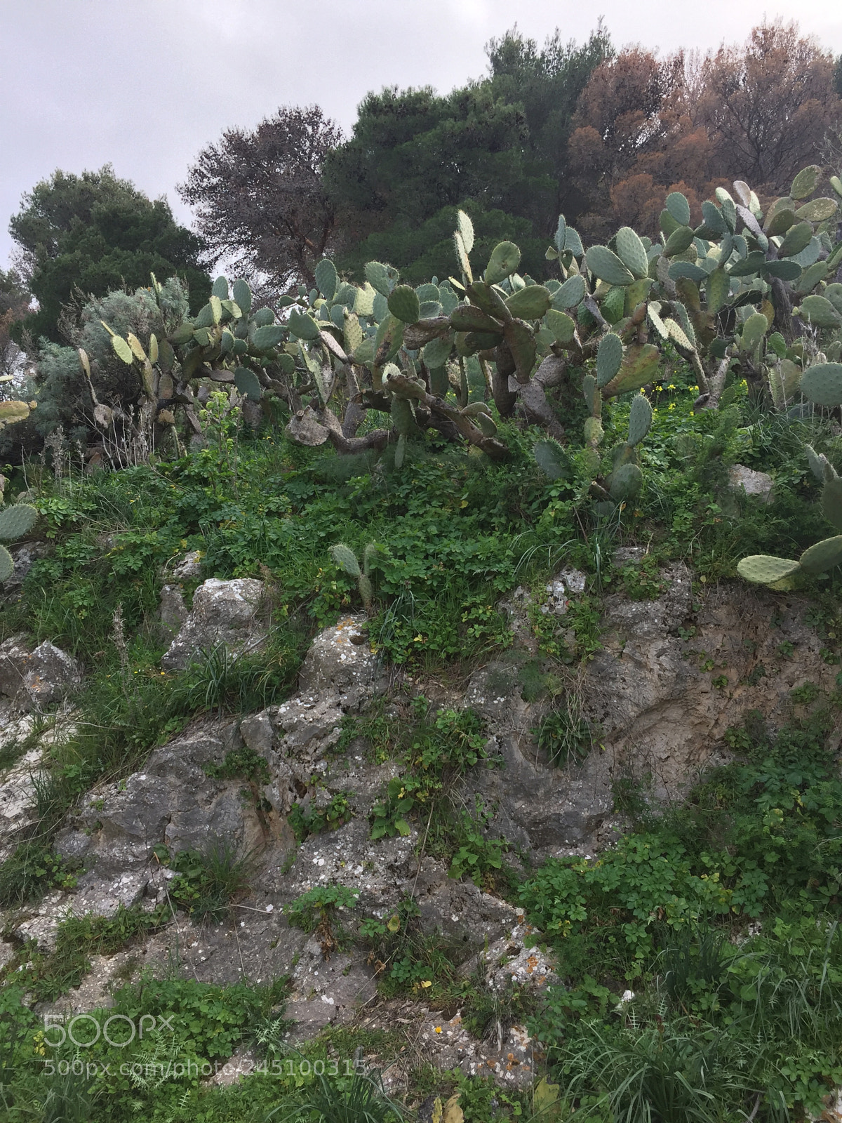 Apple iPhone 6 sample photo. Img photography