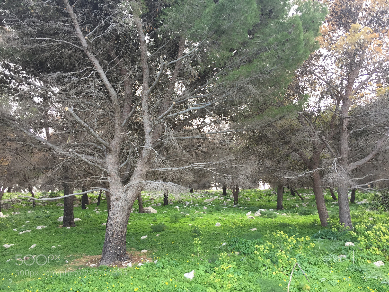 Apple iPhone 6 sample photo. Img photography