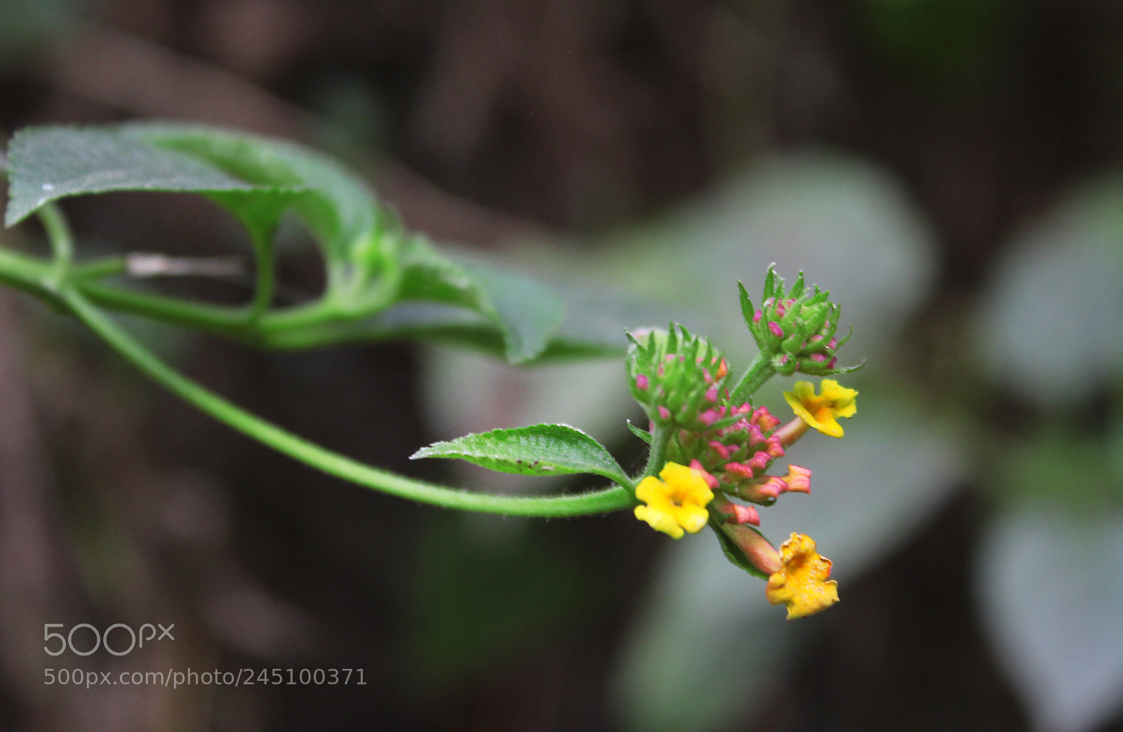Canon EOS 1300D (EOS Rebel T6 / EOS Kiss X80) sample photo. Beauty of flower photography
