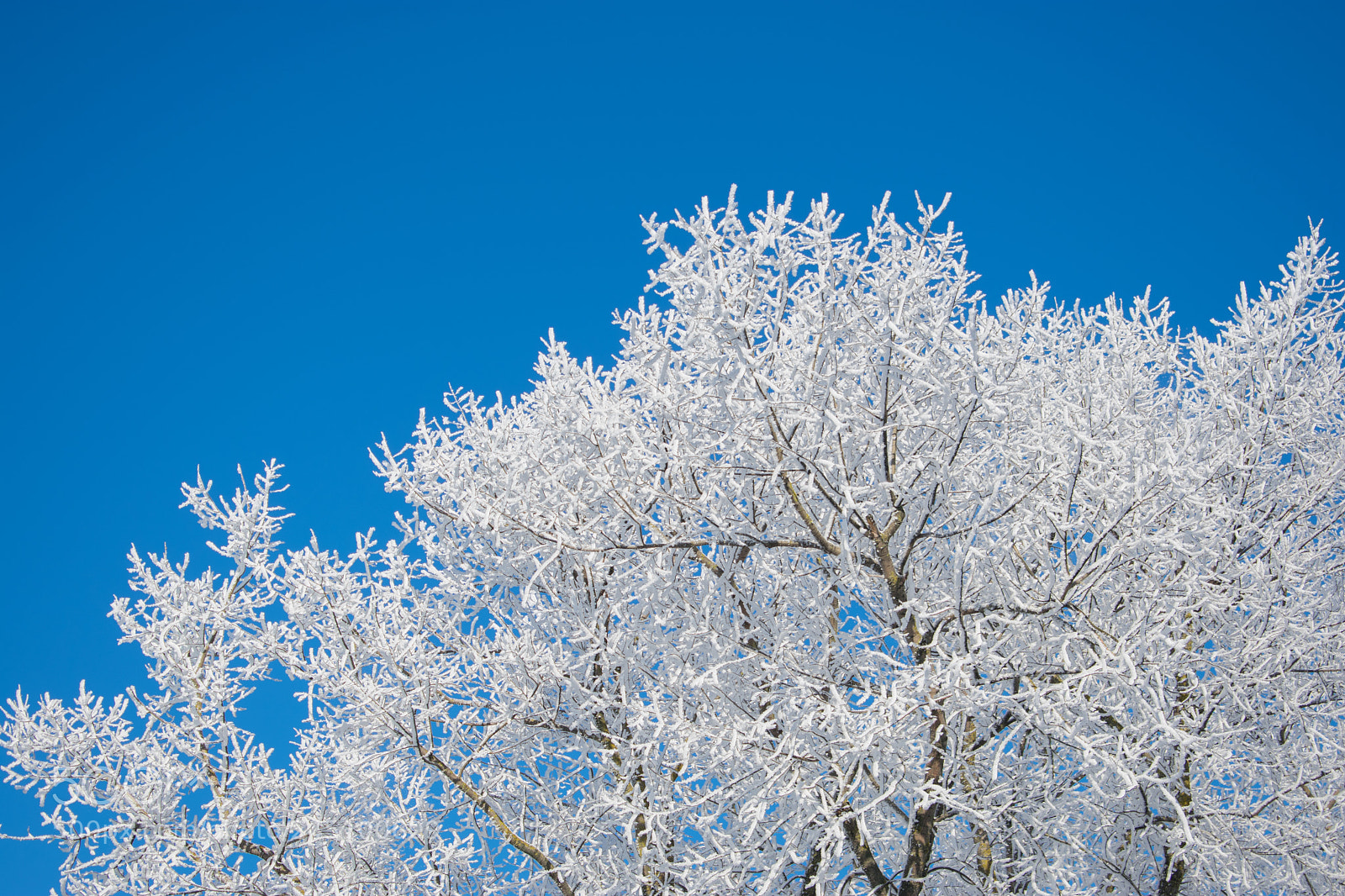 Nikon D3400 sample photo. Snowy leaves photography
