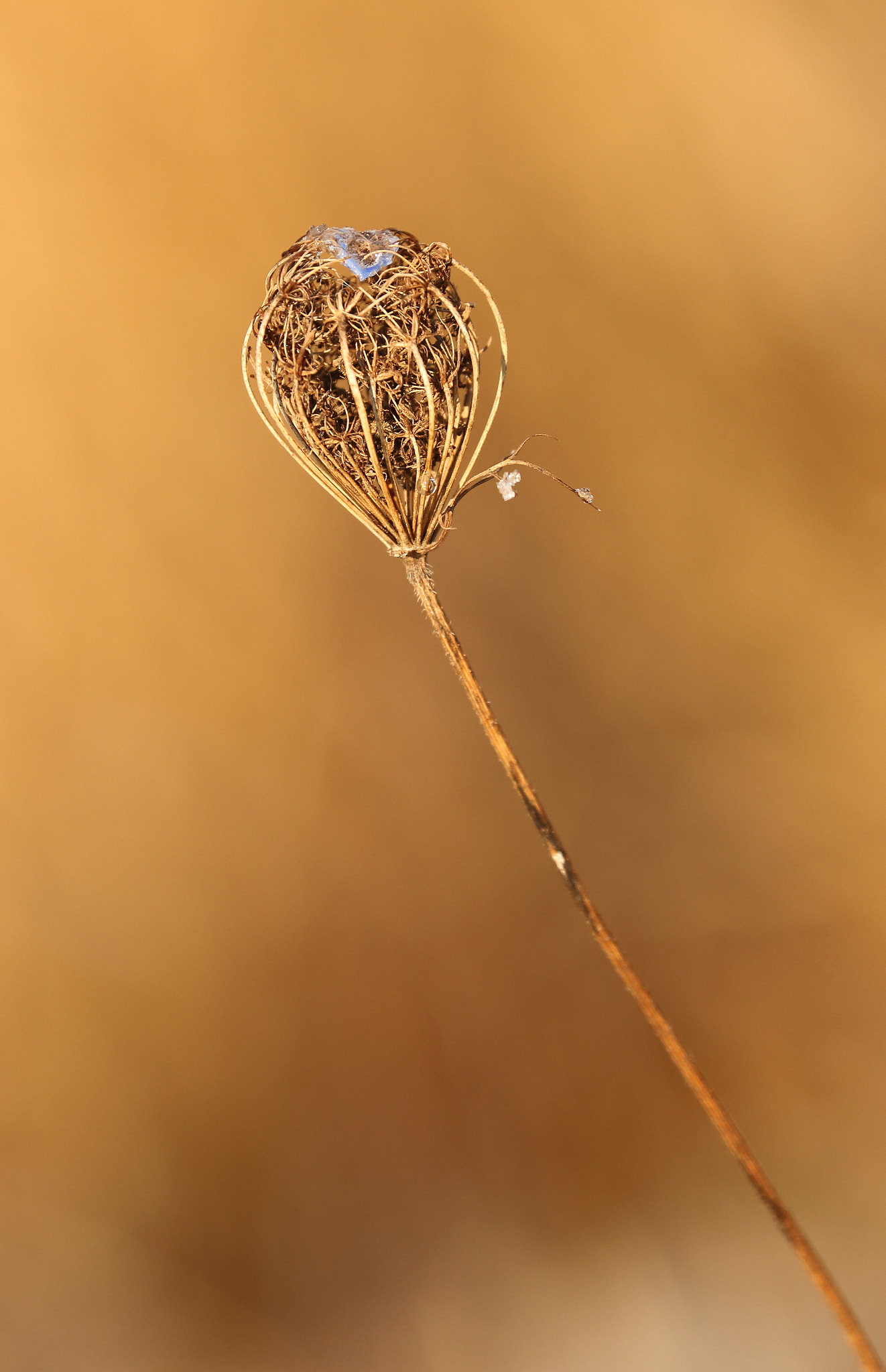 Canon EF 70-300mm F4-5.6L IS USM sample photo. Nature photography
