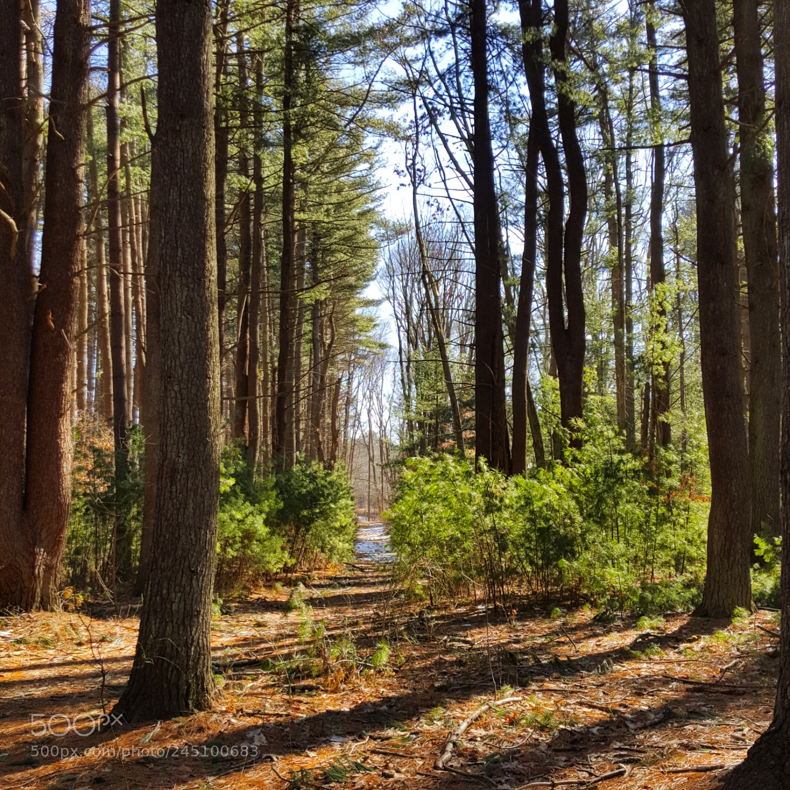 Samsung Galaxy S6 sample photo. The narrow path photography