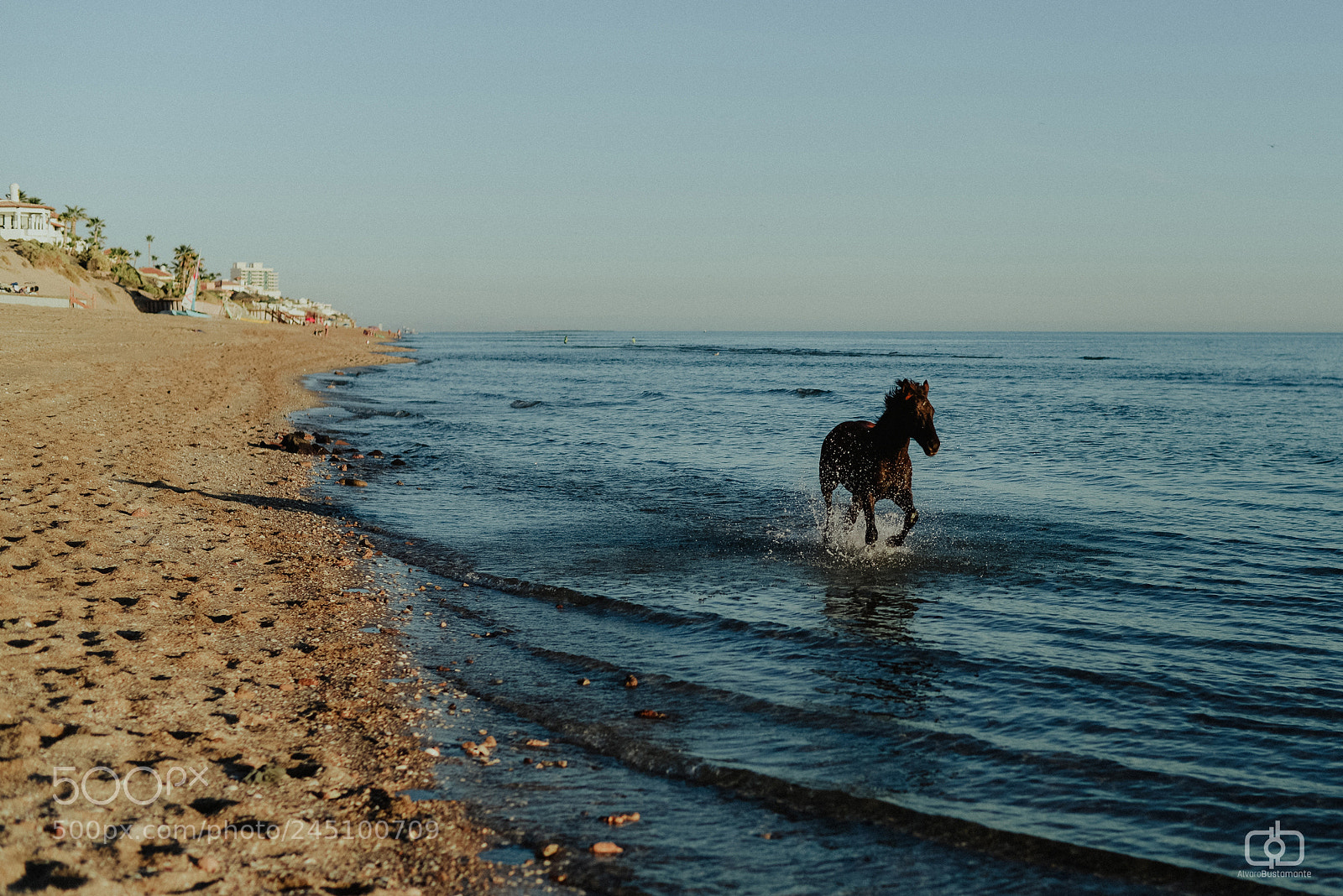 Nikon D610 sample photo. A horse with no photography