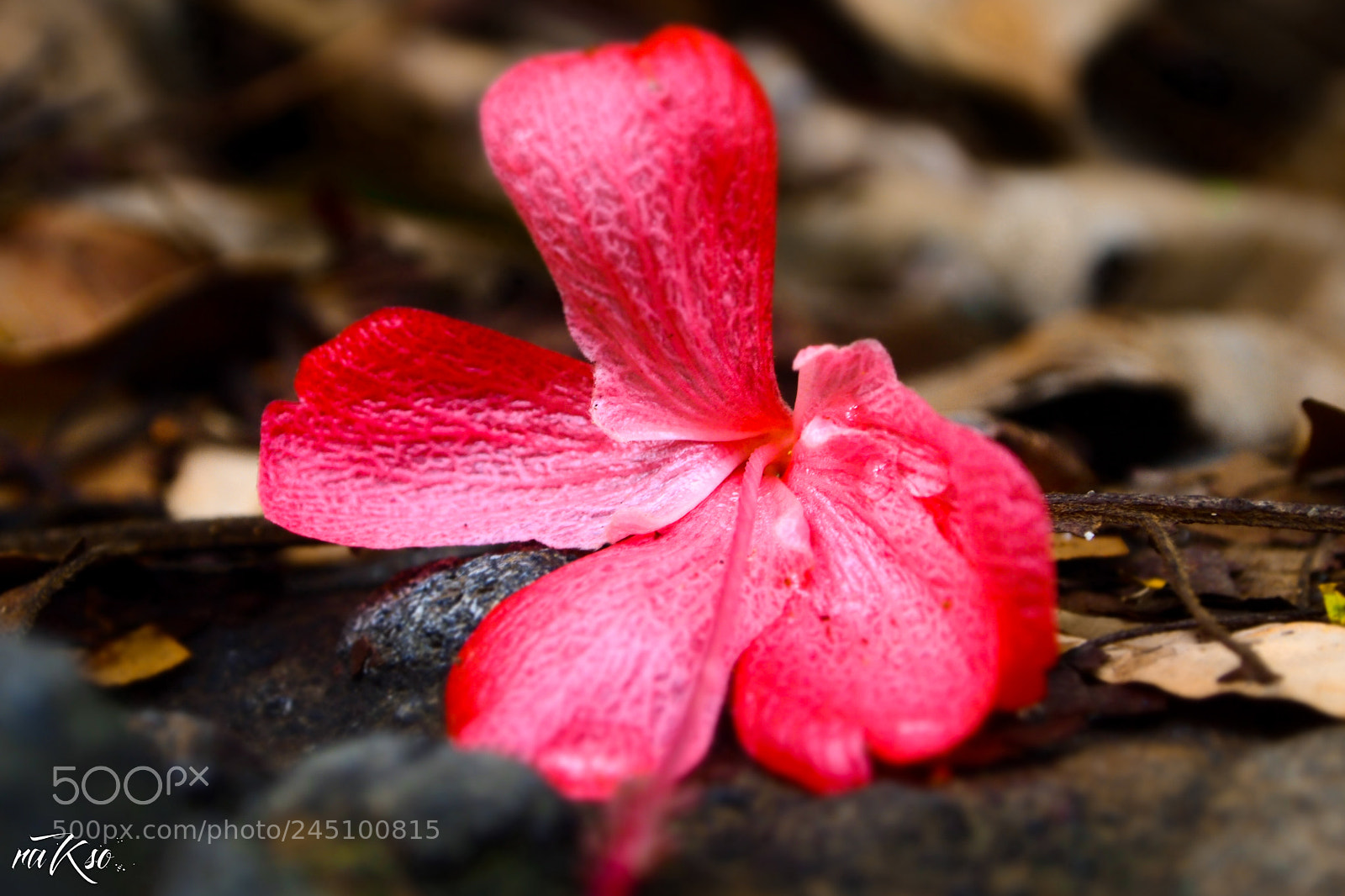 Olympus PEN E-PL1 sample photo. Solitaria photography