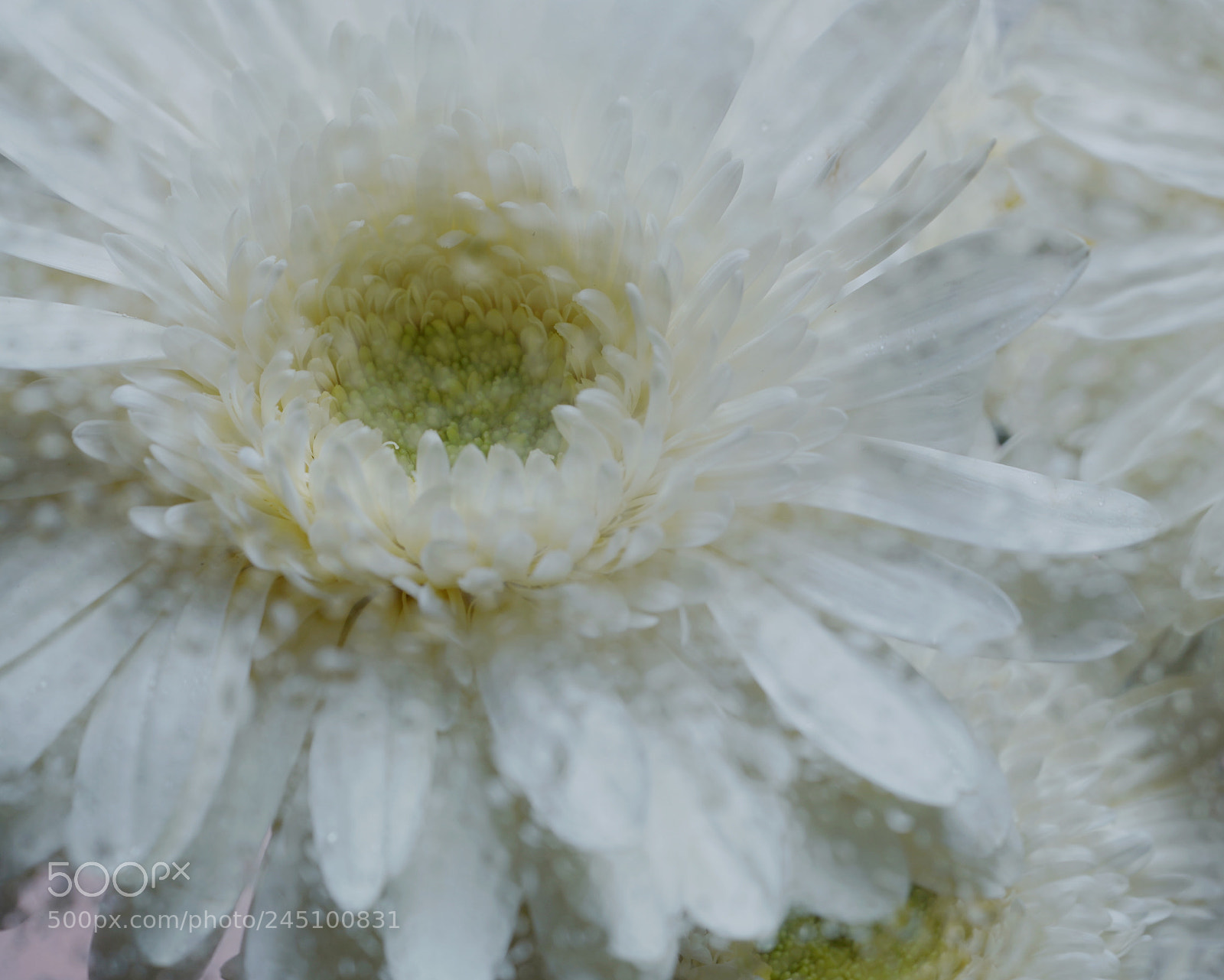 Sony a7R III sample photo. Daisy photography