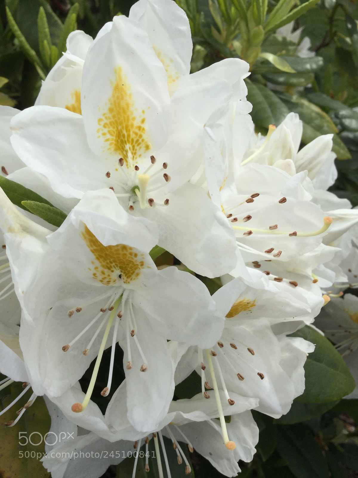 Apple iPod touch sample photo. White rhododendrons ii photography