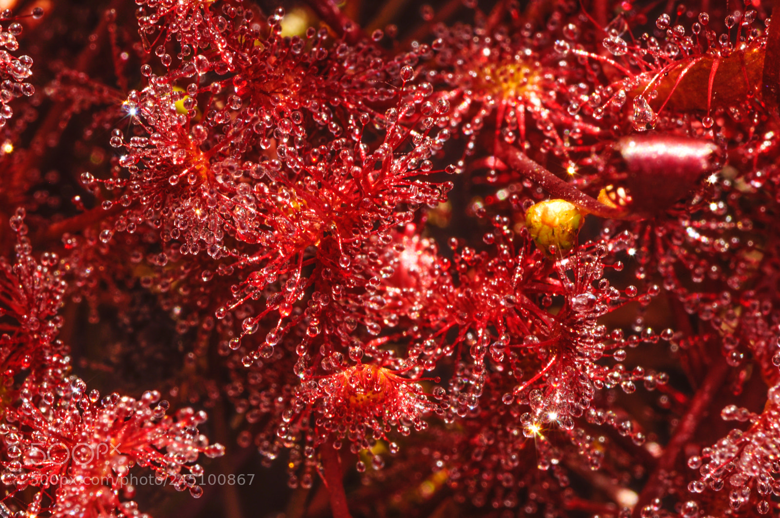 Nikon D90 sample photo. Detail of sundews photography