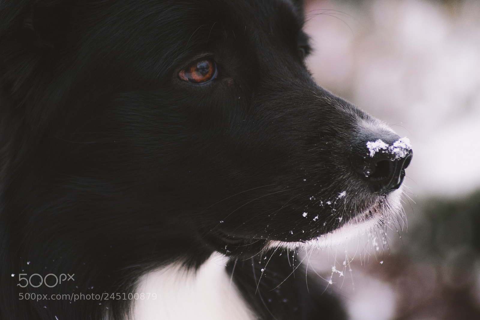 Nikon D3400 sample photo. Snoow photography