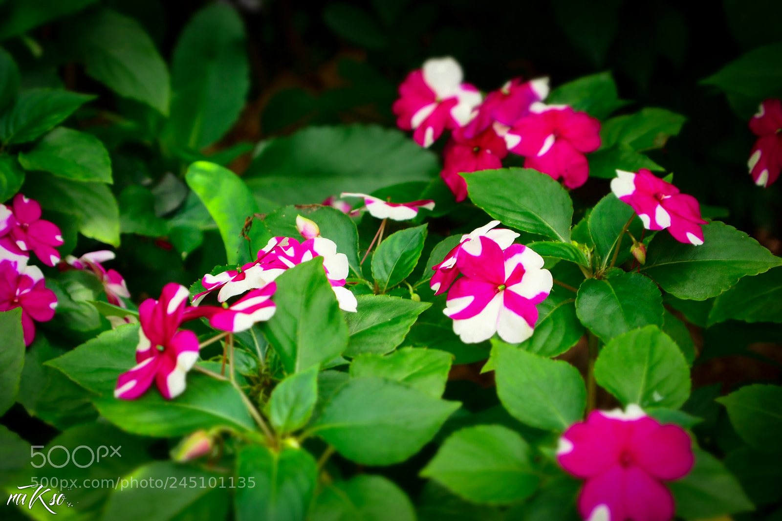 Olympus PEN E-PL1 sample photo. Jardin photography