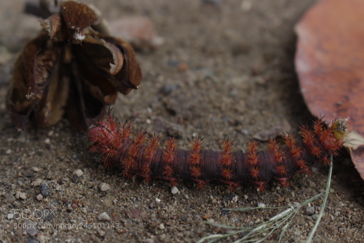 Canon EOS 700D (EOS Rebel T5i / EOS Kiss X7i) sample photo. Little friend photography
