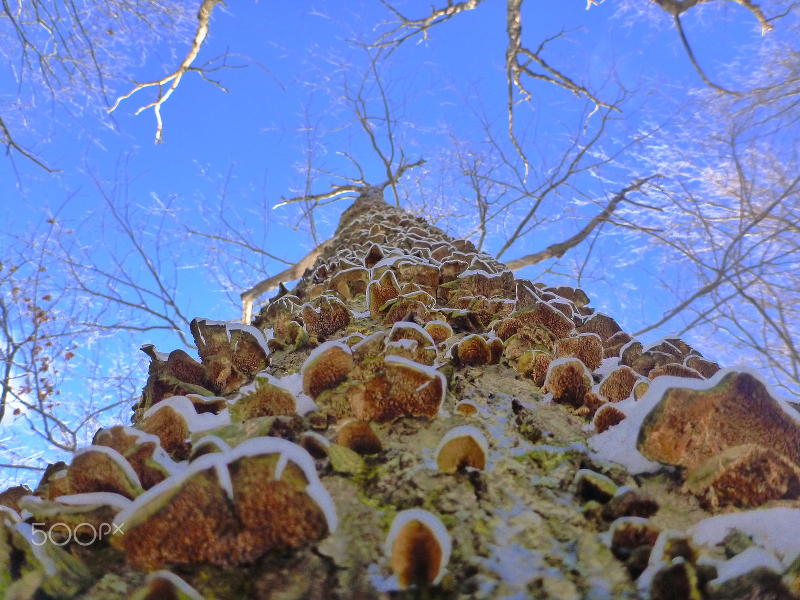 Panasonic DMC-TS3 sample photo. Frozen tree mushrooms in montreal photography
