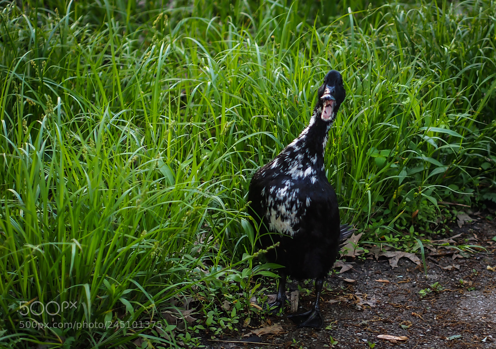 Olympus OM-D E-M5 sample photo. Aabandoned pet duck photography