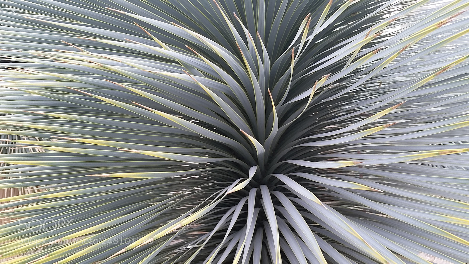Samsung Galaxy S5 sample photo. Agave plant at the photography