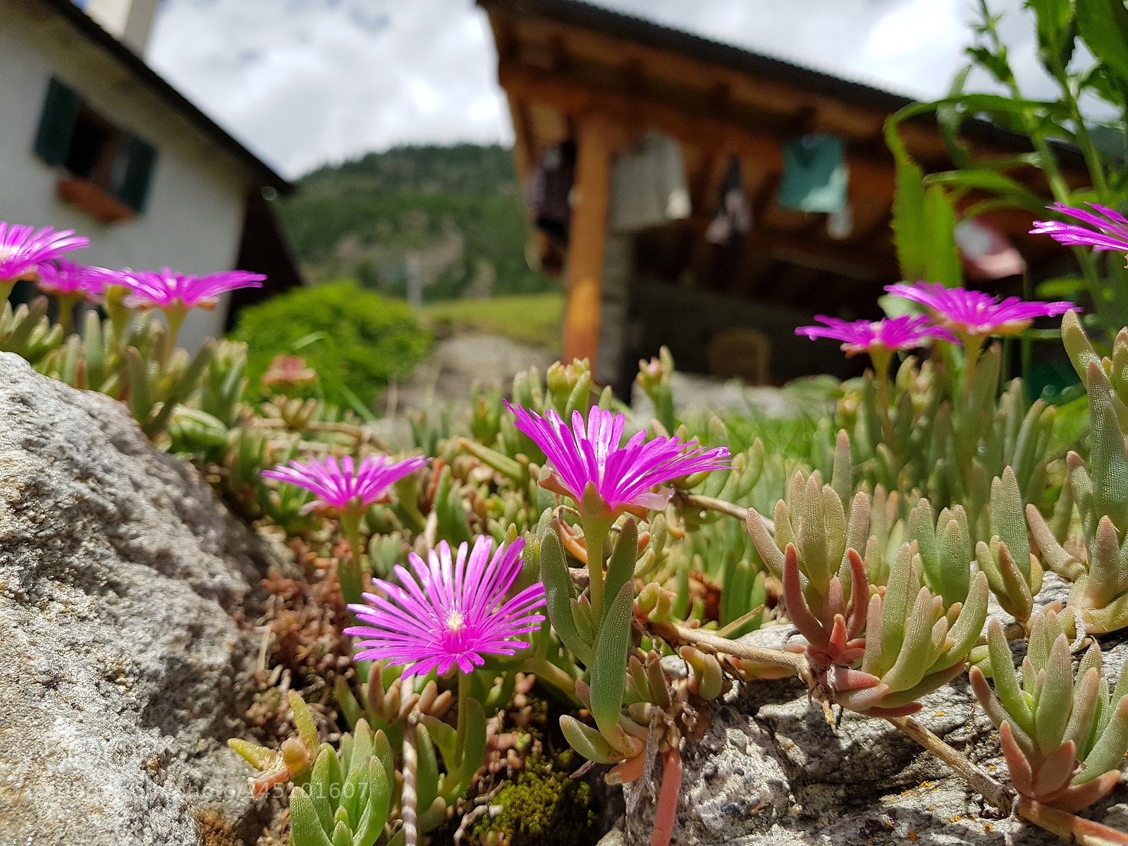 Samsung Galaxy S8 sample photo. Purple alps flowers photography