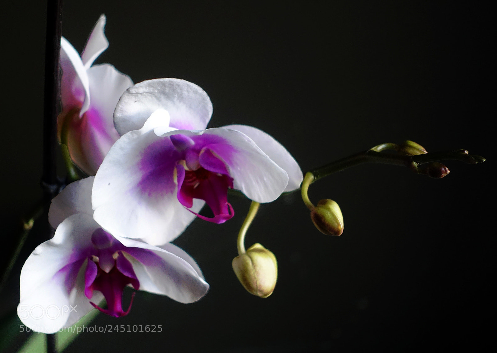 Sony Cyber-shot DSC-RX100 III sample photo. Orchid photography