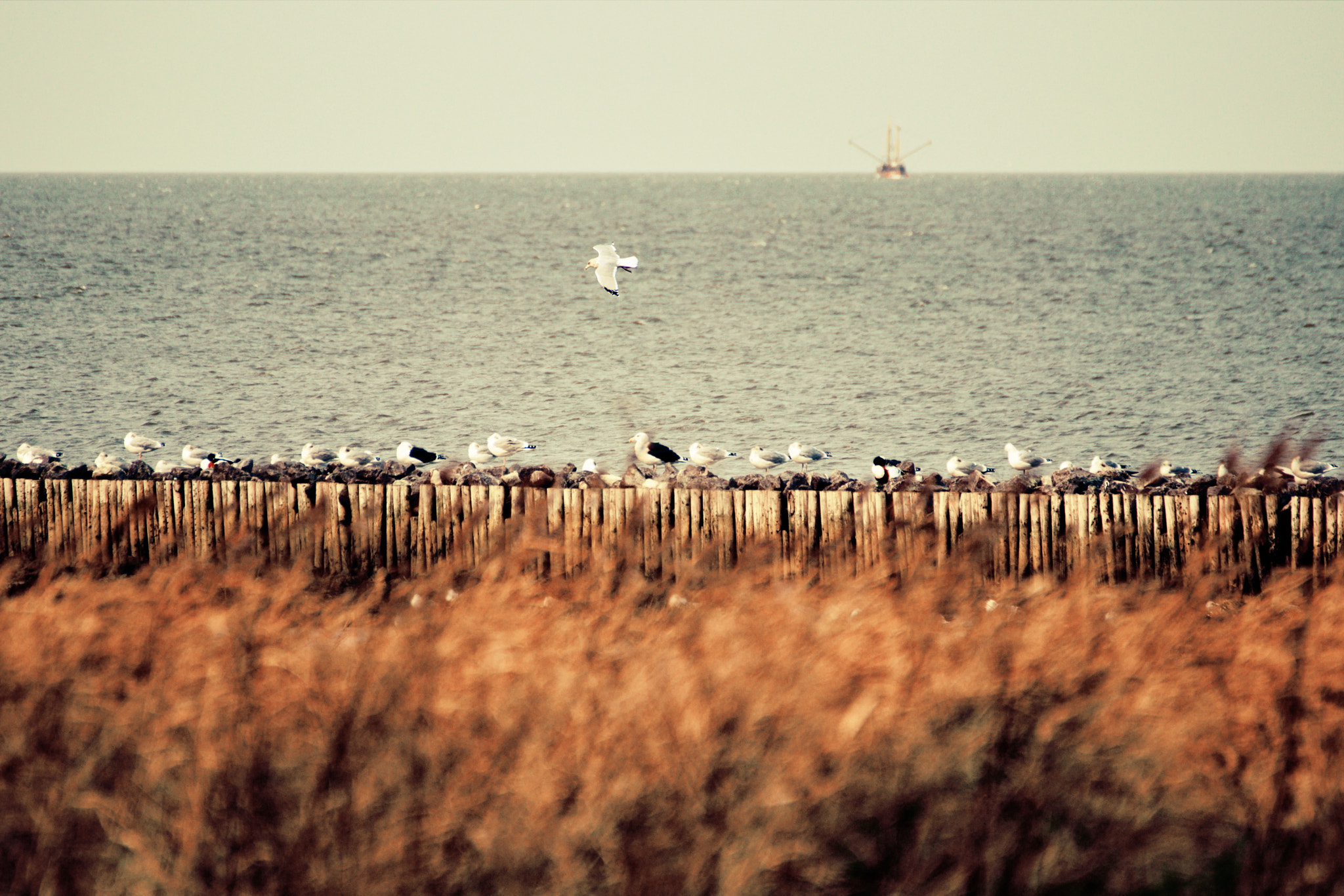 Canon EOS 80D + Tamron SP 35mm F1.8 Di VC USD sample photo. Cuxhaven_watt_01 photography