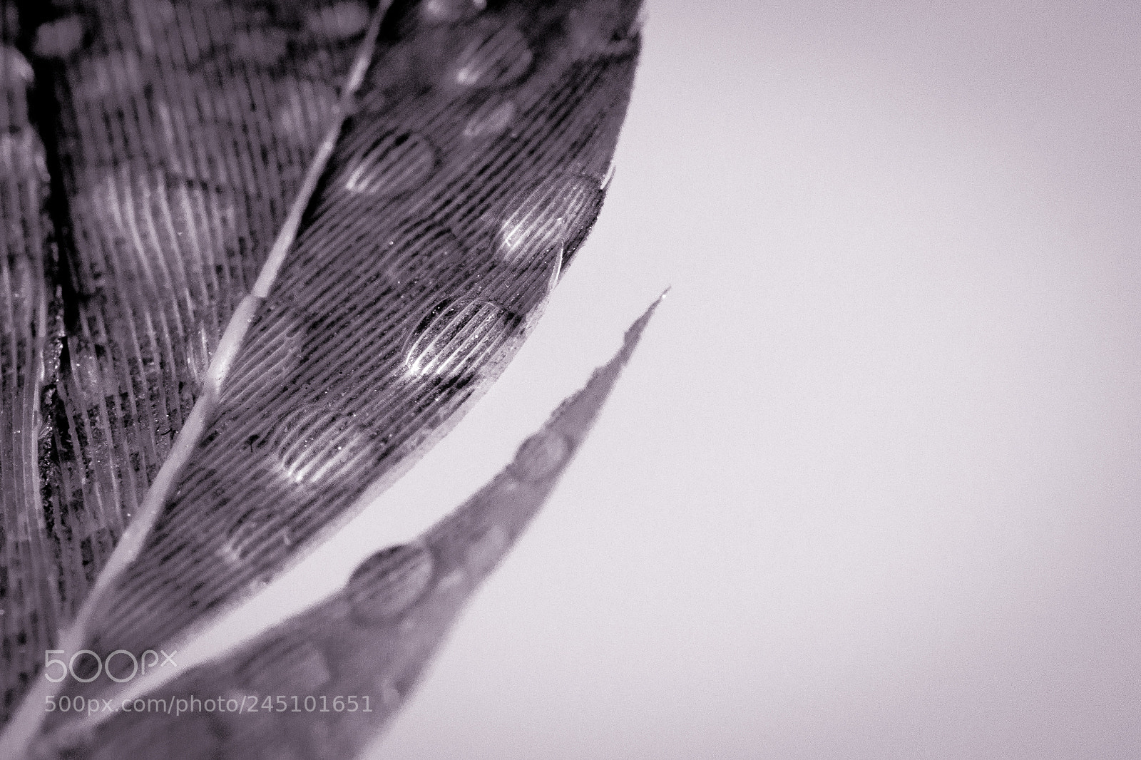 Olympus OM-D E-M10 II sample photo. Gouttes sur plume photography
