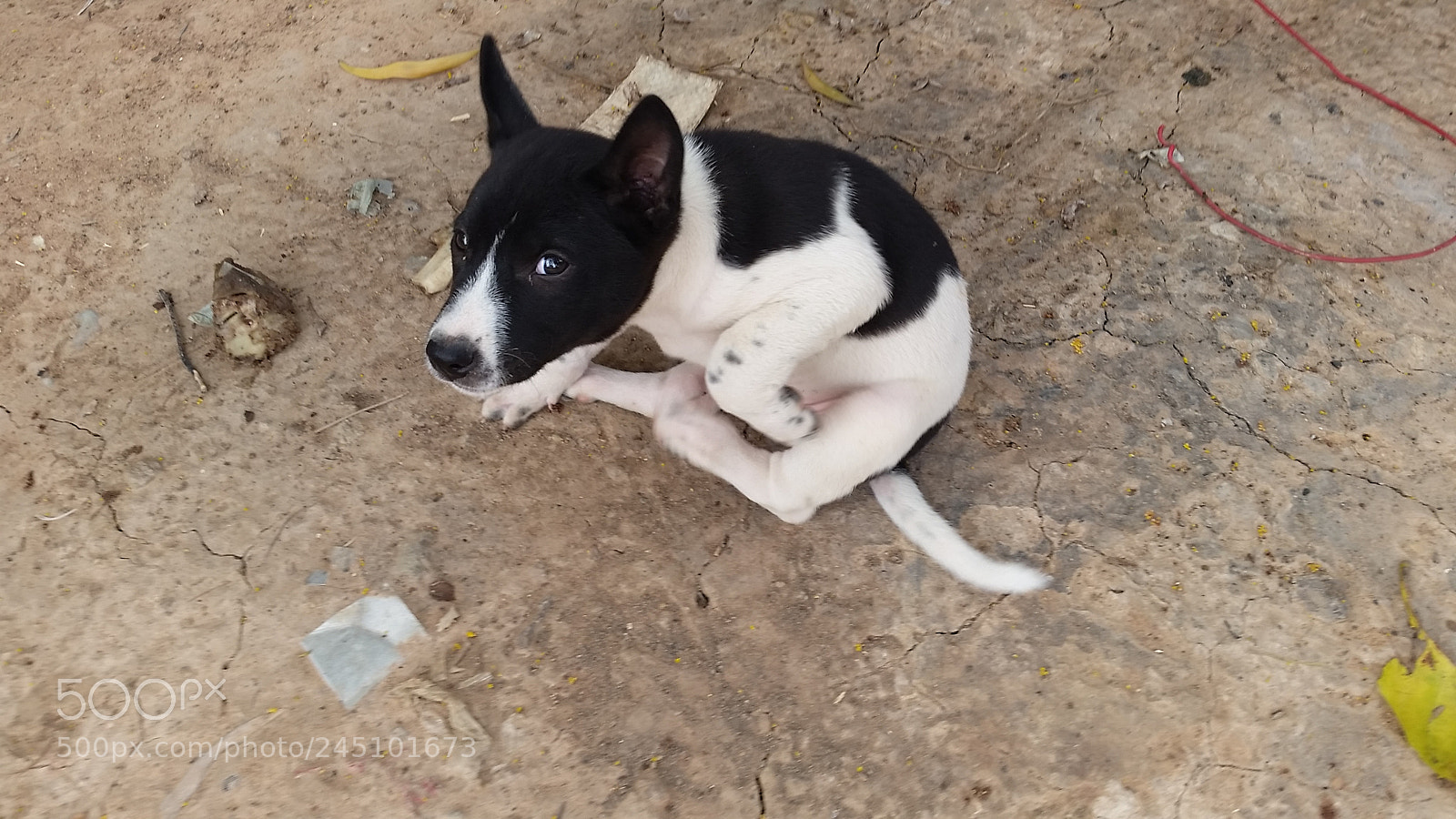 Samsung Galaxy S5 sample photo. Cambodian dog, scratching ;-) photography