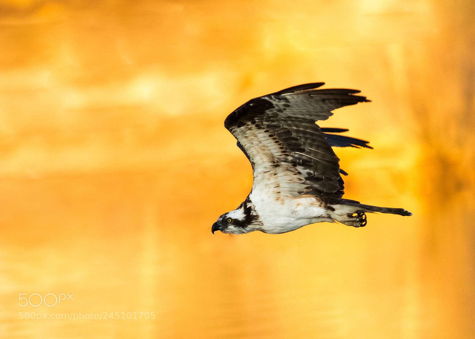 Canon EOS 7D Mark II sample photo. Blazing osprey photography