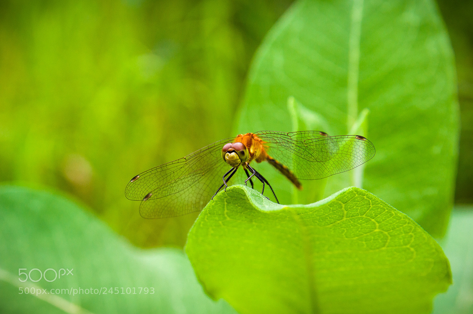 Nikon D3200 sample photo. White-faced meadowhawk (sympetrum obtrusum) photography