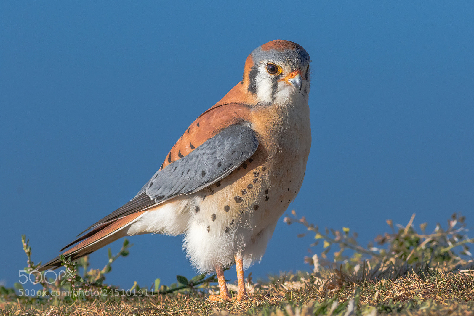 Canon EOS 7D Mark II sample photo. Kestrel photography