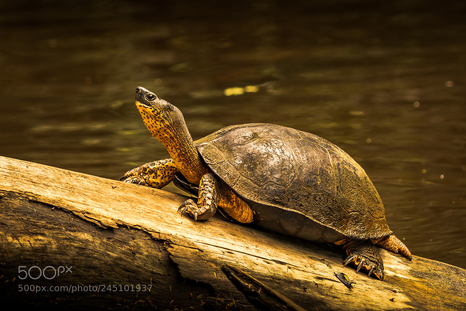 Canon EOS 7D Mark II sample photo. River turtle costa rica 2017 photography