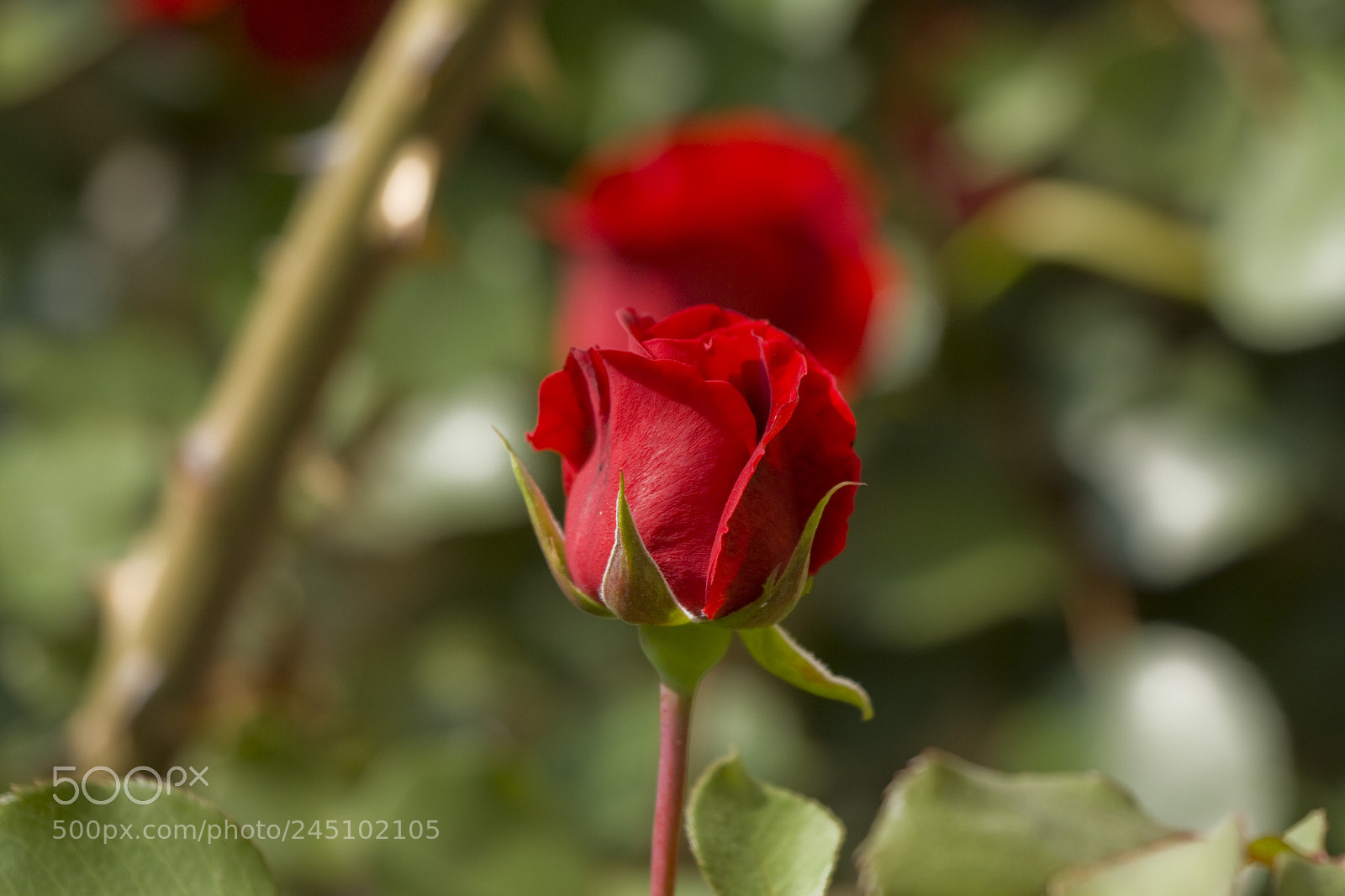 Canon EOS 50D sample photo. Single beauty photography