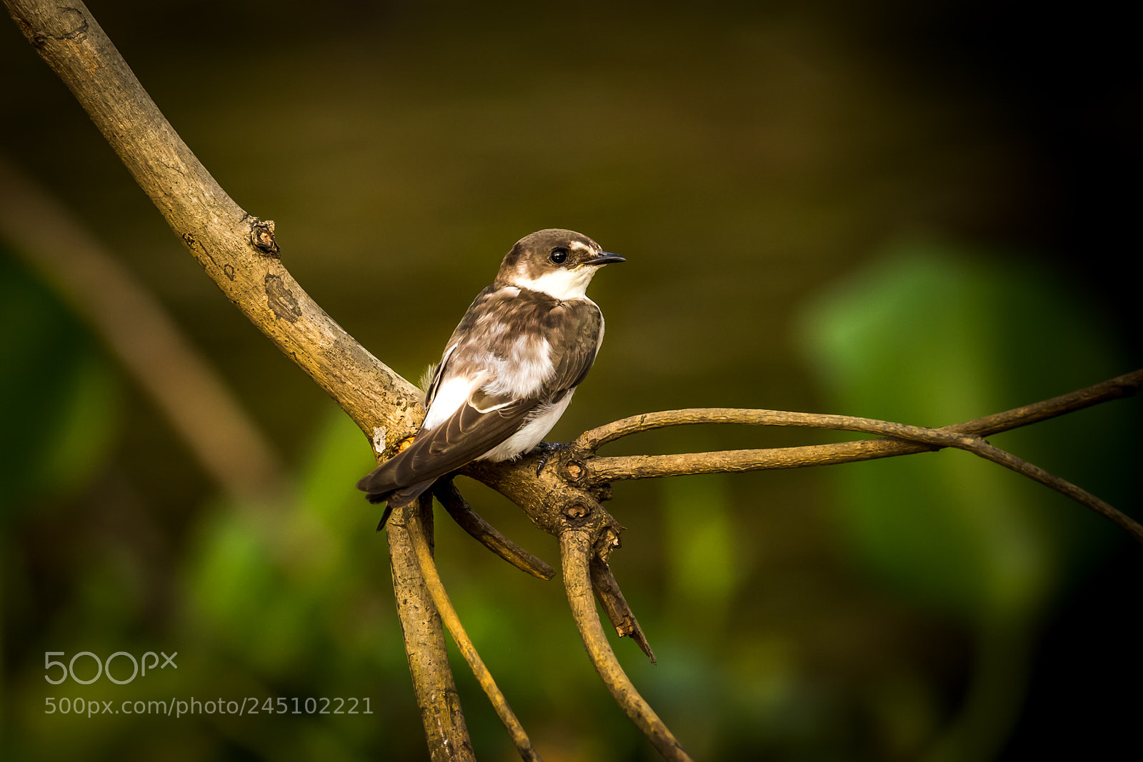 Canon EOS 7D Mark II sample photo. Costa rica 2017 photography