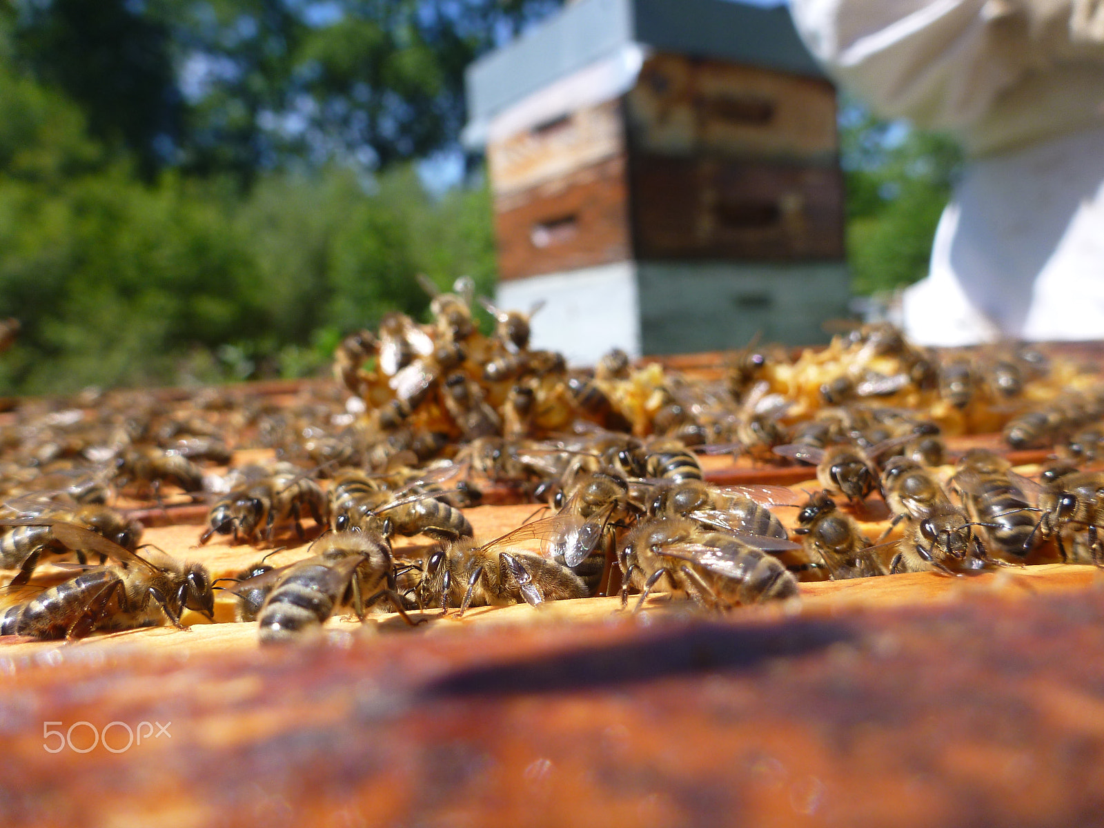 Panasonic DMC-TS3 sample photo. Chaque ruche comporte entre 20 et 60 000 individus. si le temps est suffisemment beau, et dans un... photography