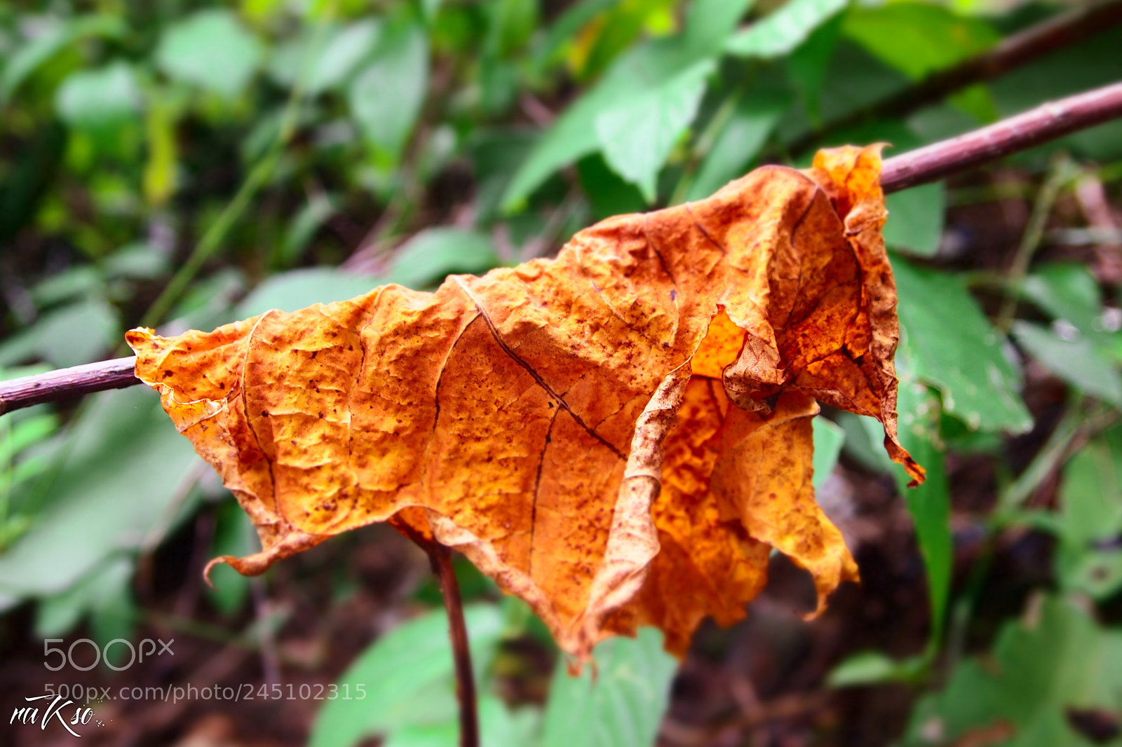 Olympus PEN E-PL1 sample photo. Hoja seca photography