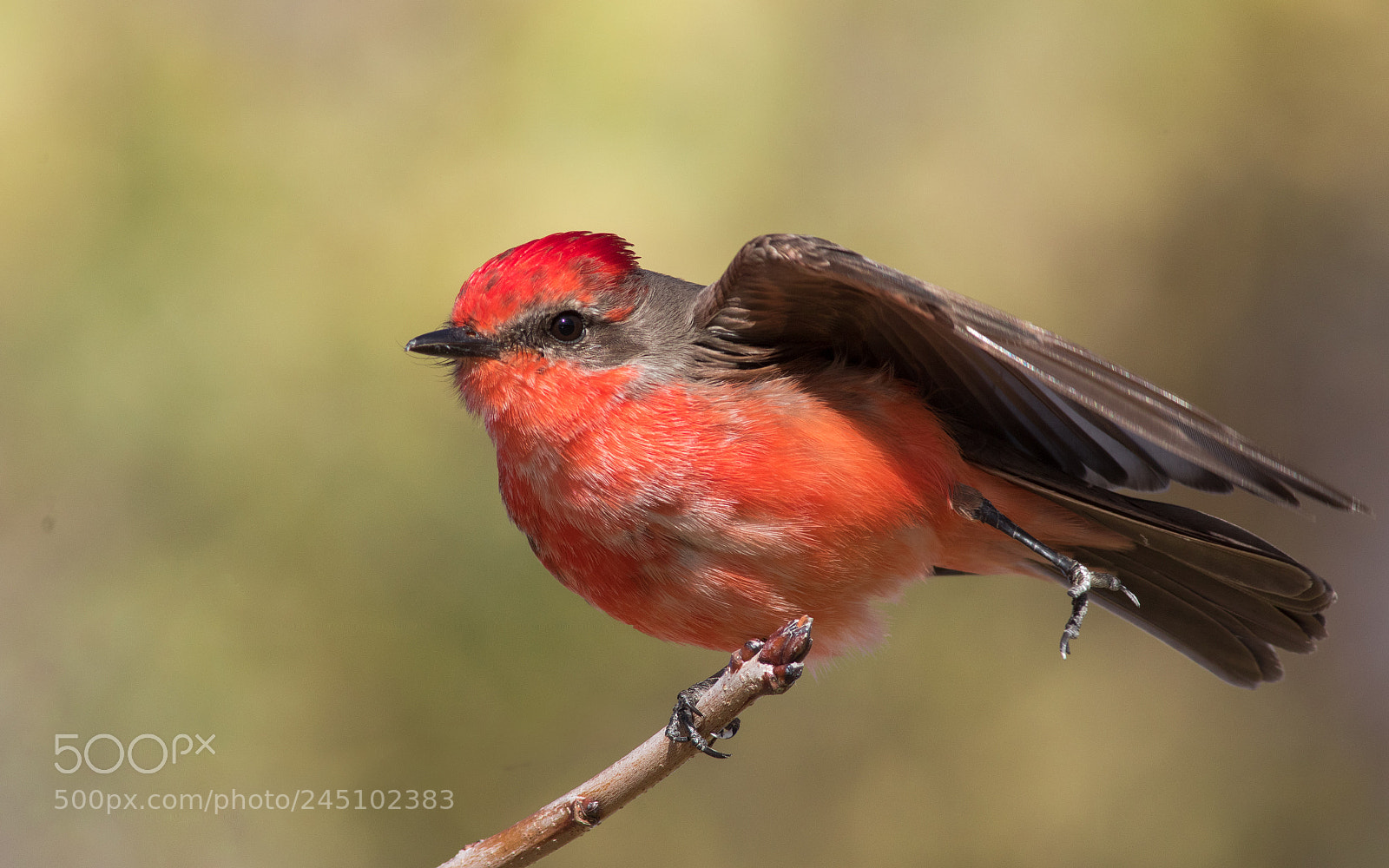 Canon EOS 7D Mark II sample photo. Vermillion fly-catcher photography
