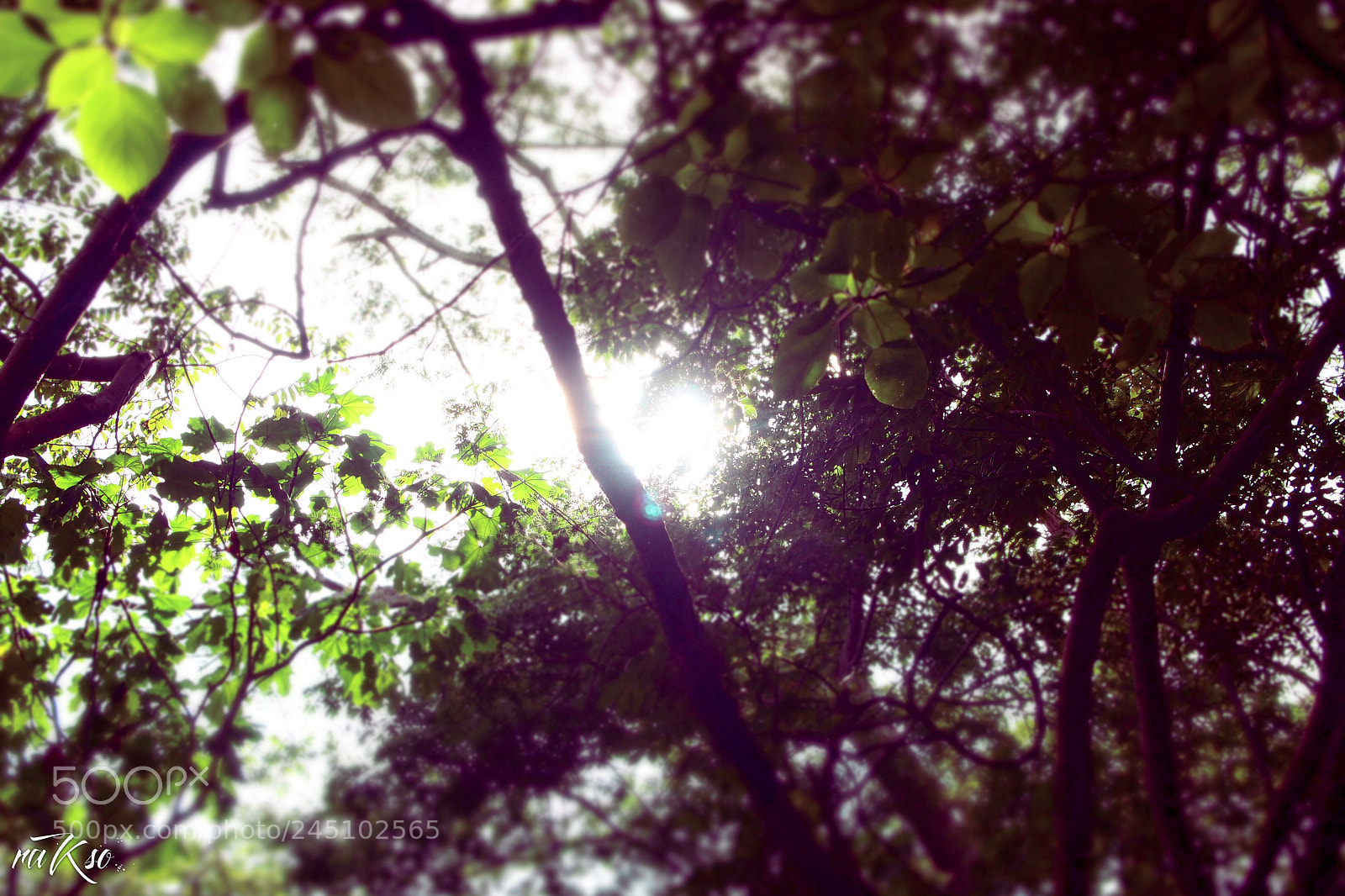 Olympus PEN E-PL1 sample photo. Luz photography