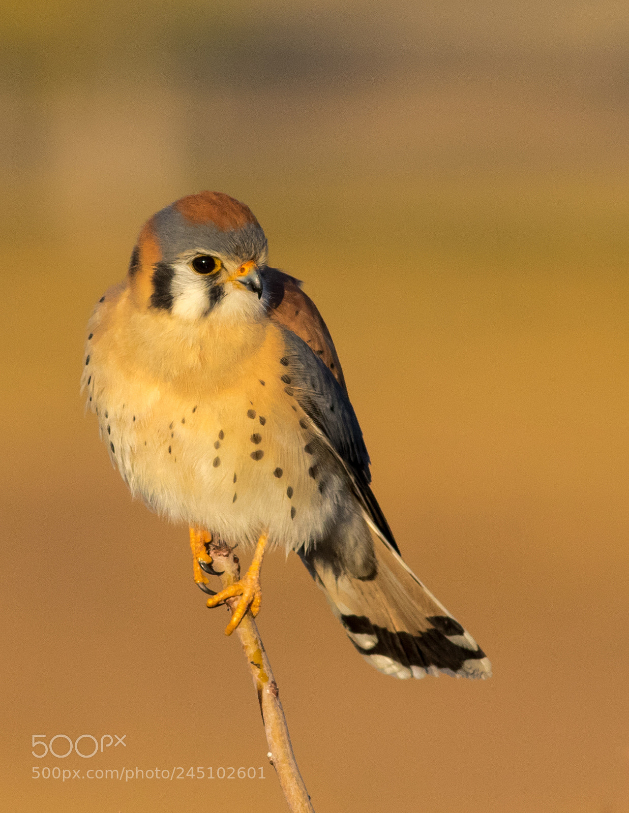 Canon EOS 7D Mark II sample photo. Kestrel photography