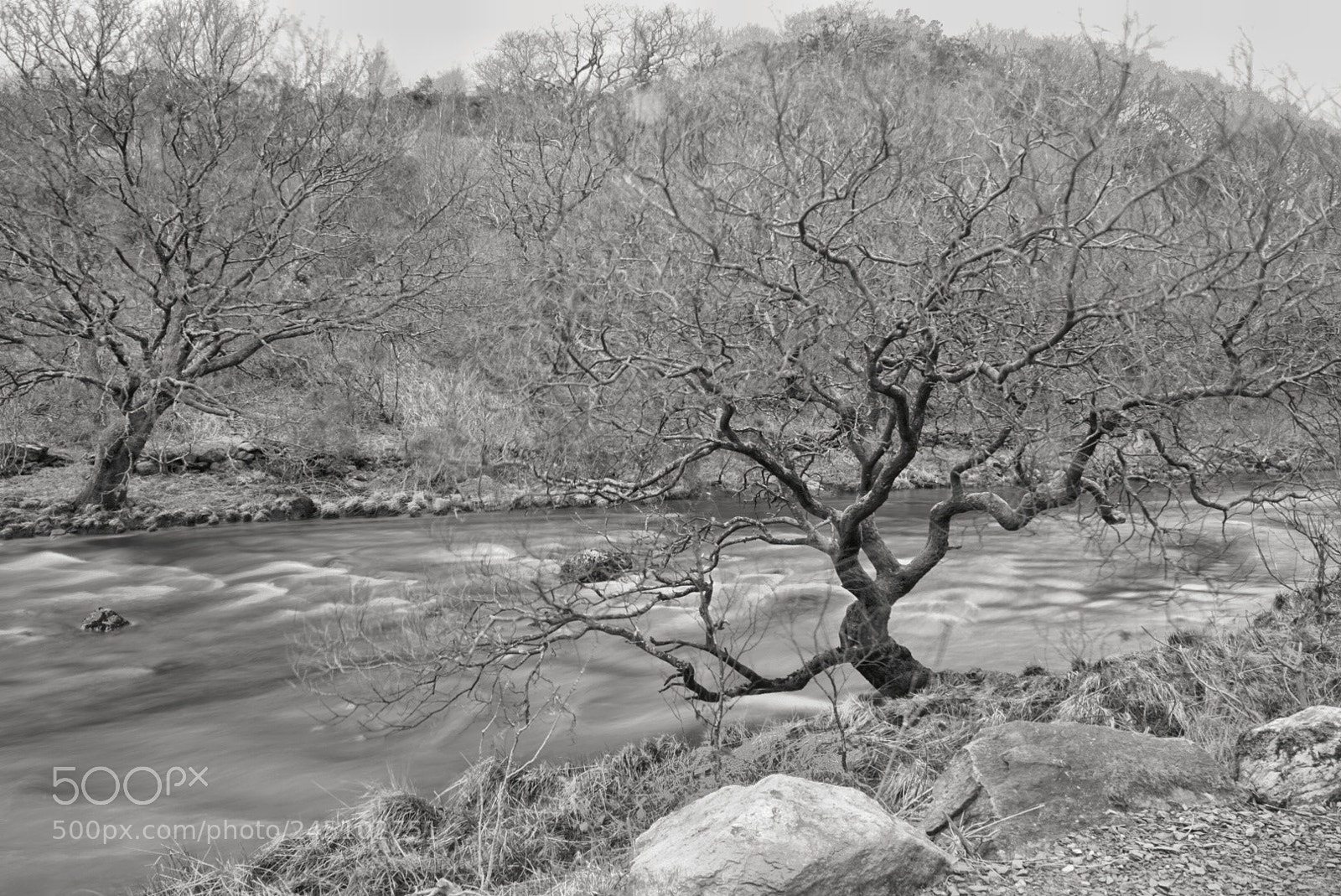Sony a6300 sample photo. Tree by the water photography
