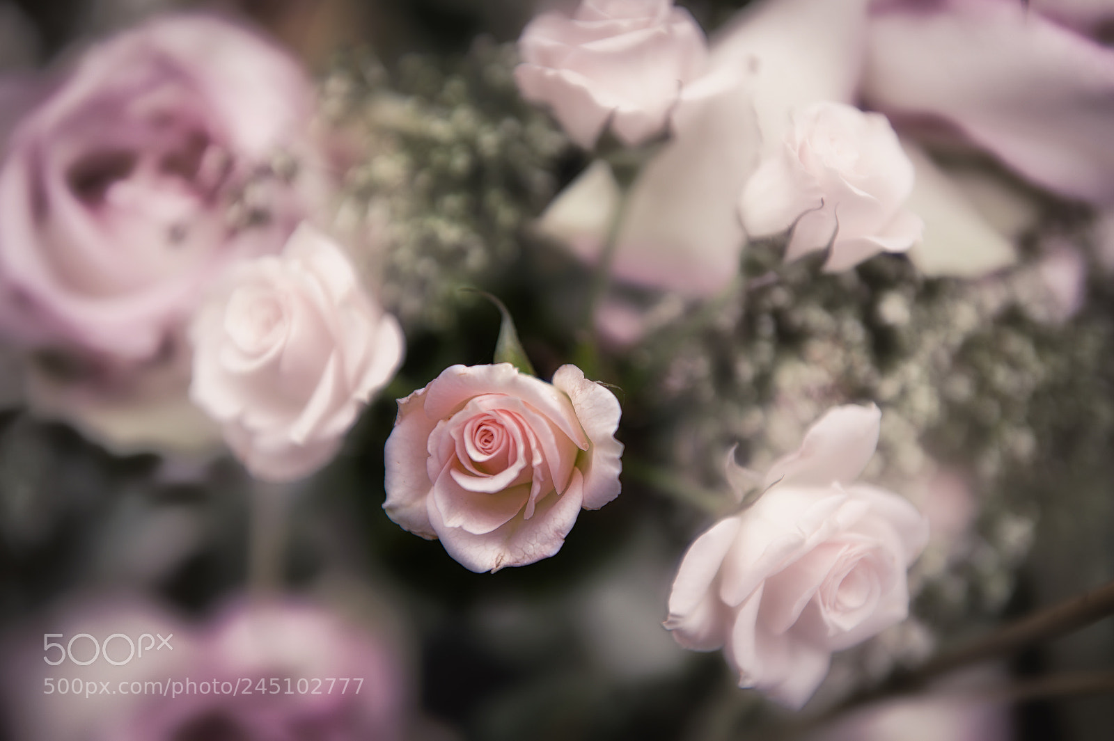 Nikon D4 sample photo. Beautiful softness photography