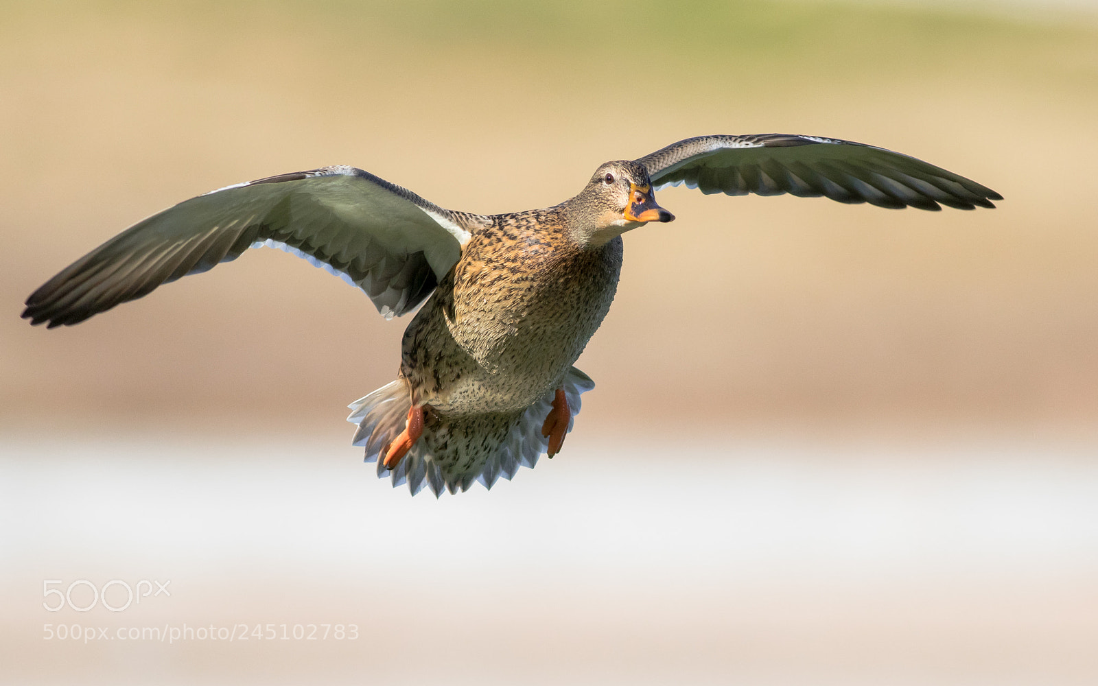 Canon EOS 7D Mark II sample photo. Mallard hen photography