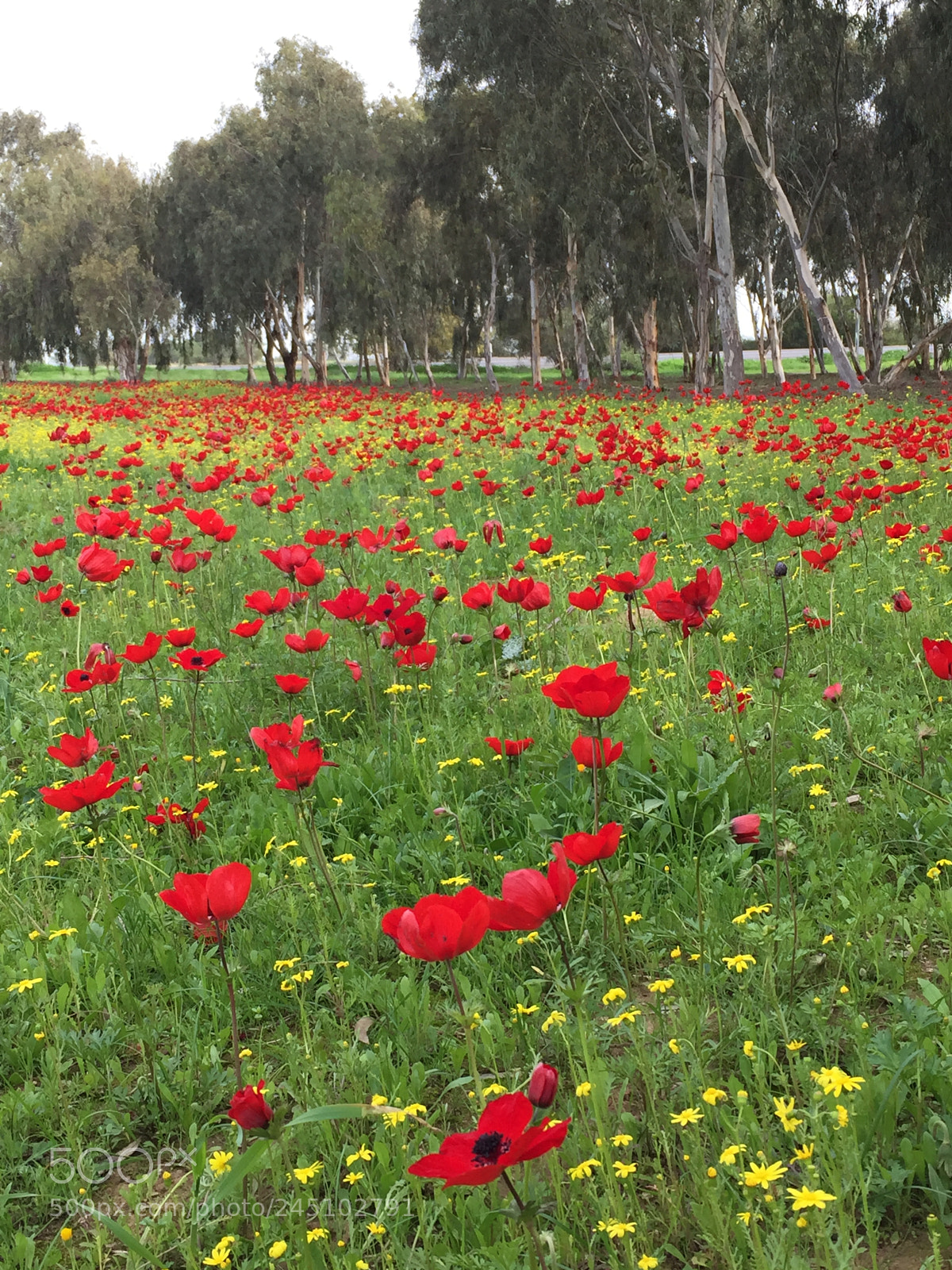 Apple iPhone 6 sample photo. Untitled photography