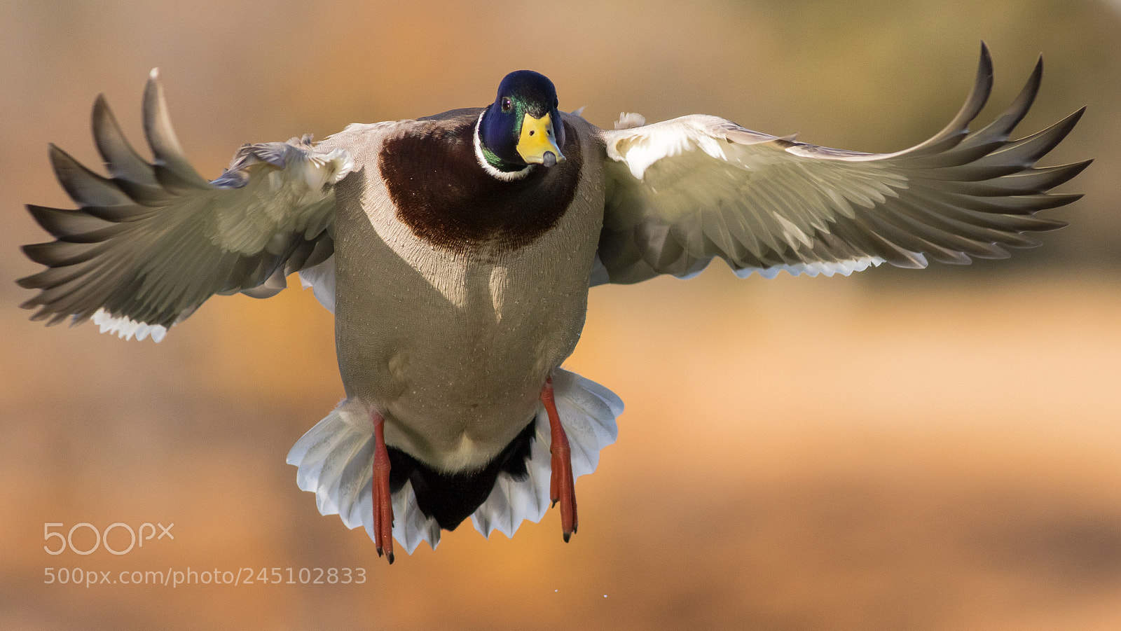 Canon EOS 7D Mark II sample photo. Mallard drake photography
