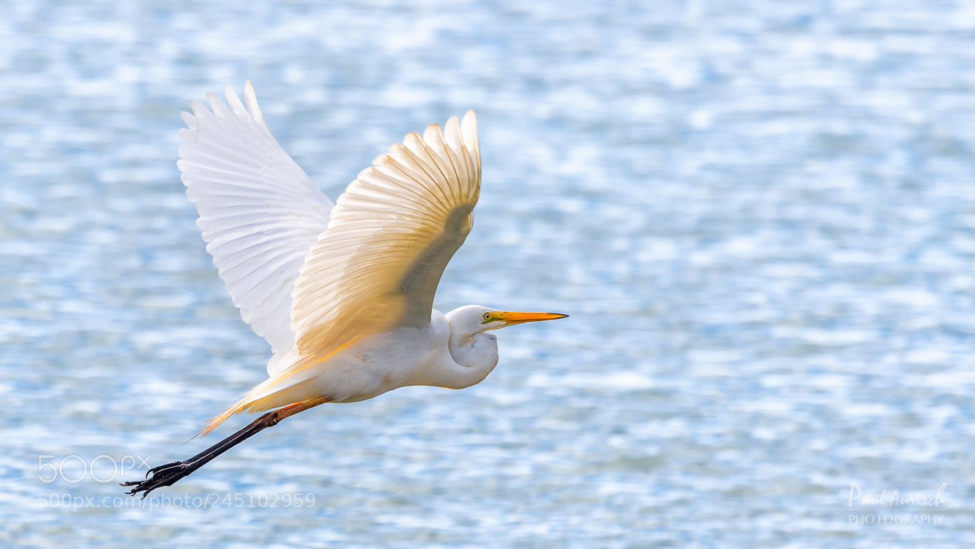 Nikon D500 sample photo. Great egret photography