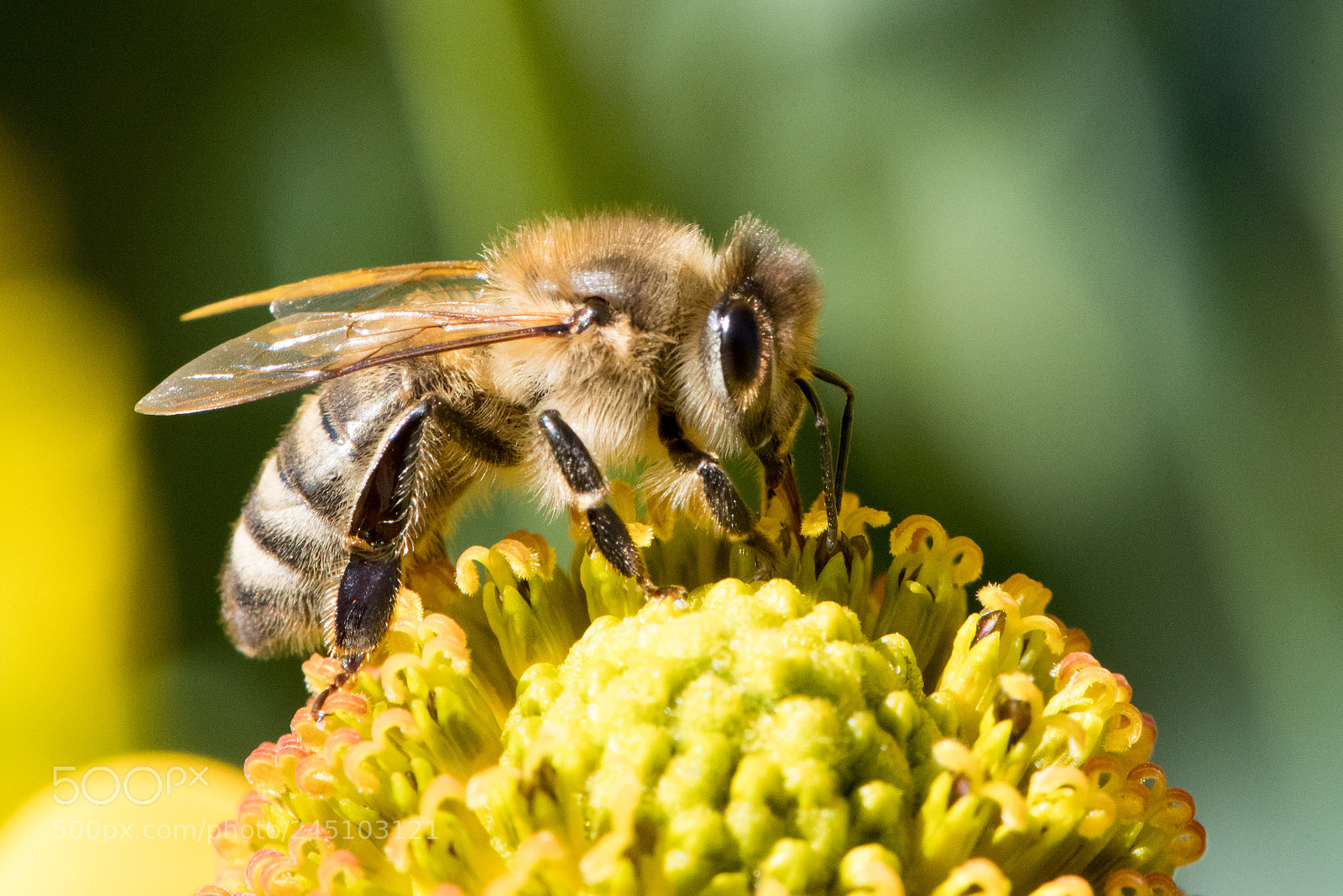 Nikon D500 sample photo. Busy bee photography