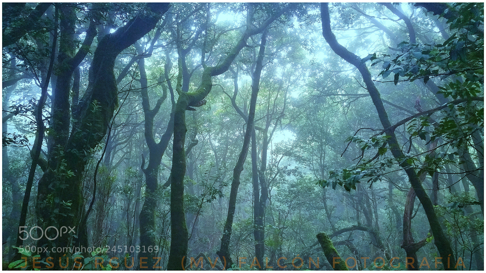 Samsung Galaxy Note4 sample photo. The forest in my photography