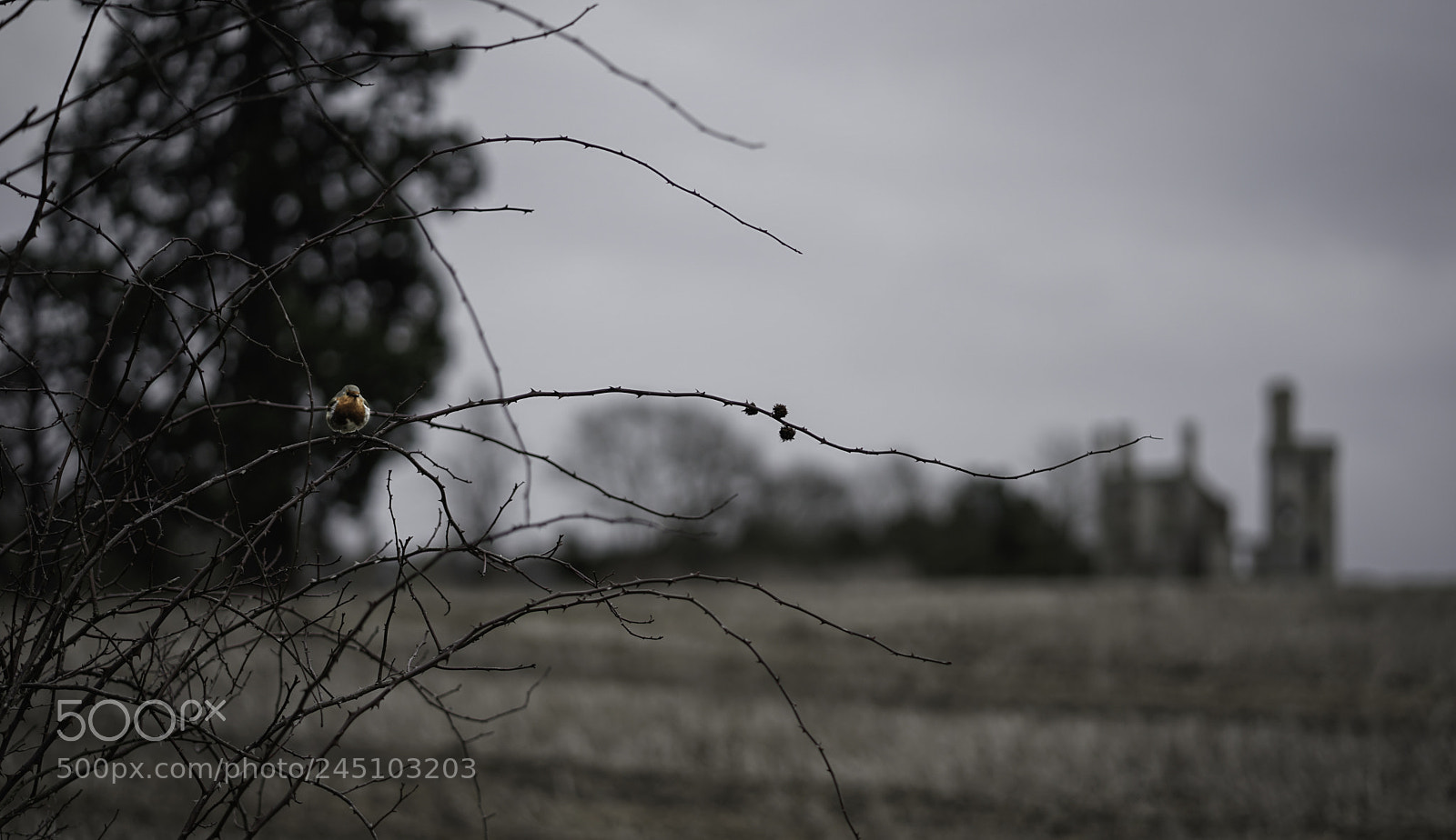 Sony a7 II sample photo. Haverholme priory and friend photography