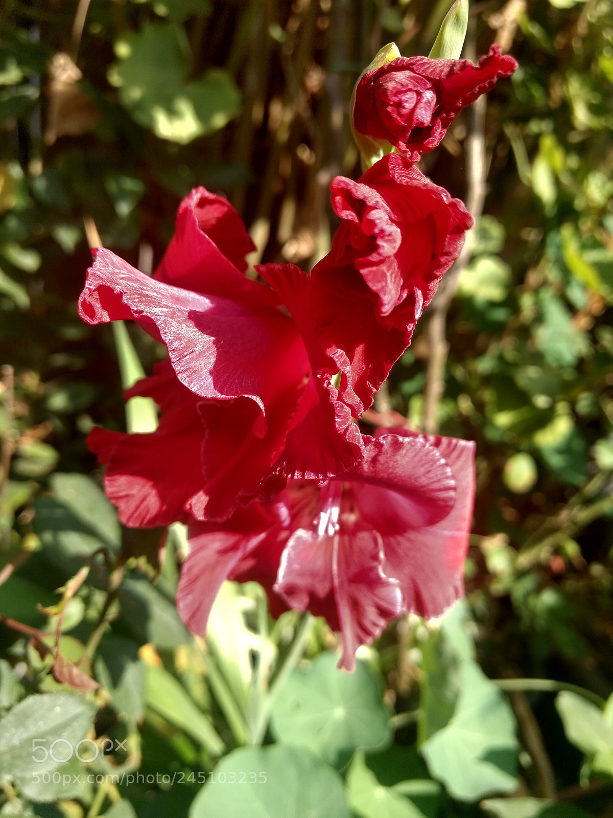 Motorola Moto Z Play sample photo. Untitled photography