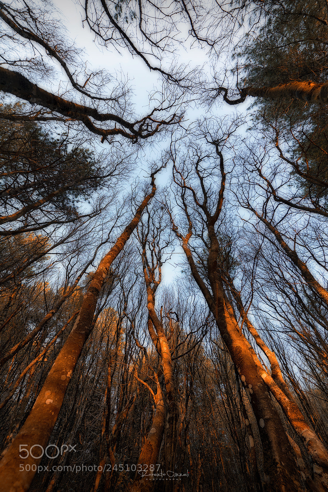 Nikon D610 sample photo. :::dead forest::: photography