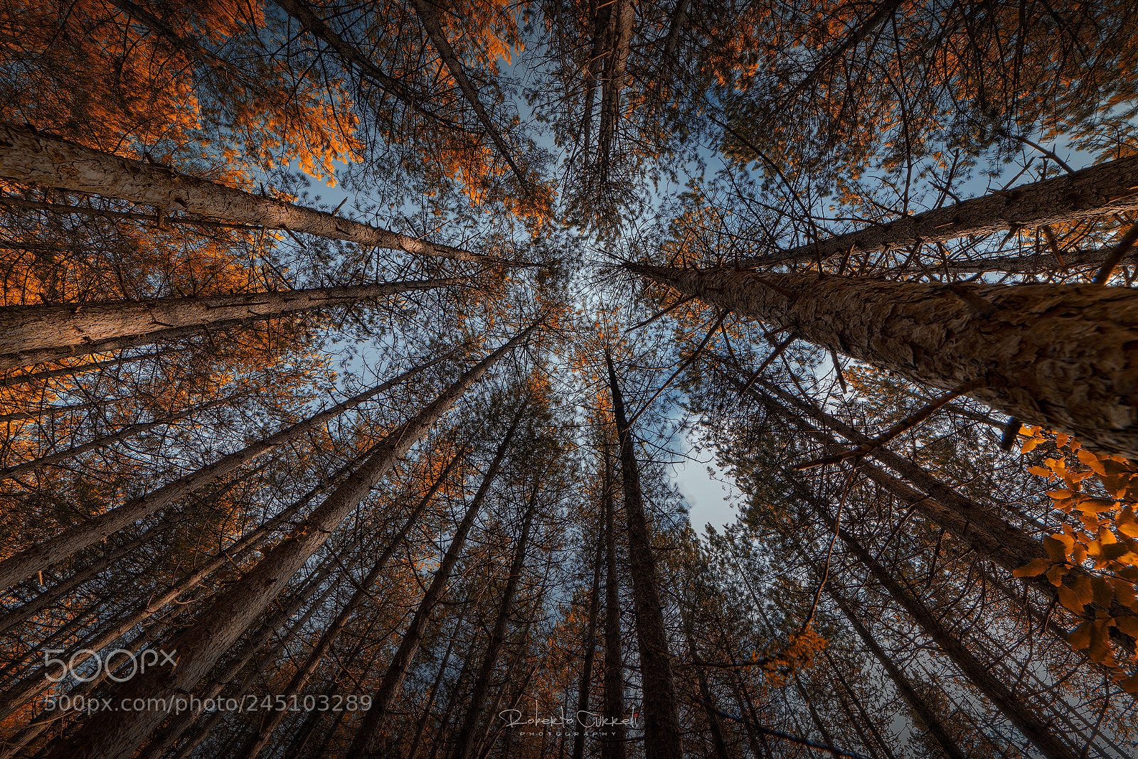 Nikon D610 sample photo. :::forest::: photography